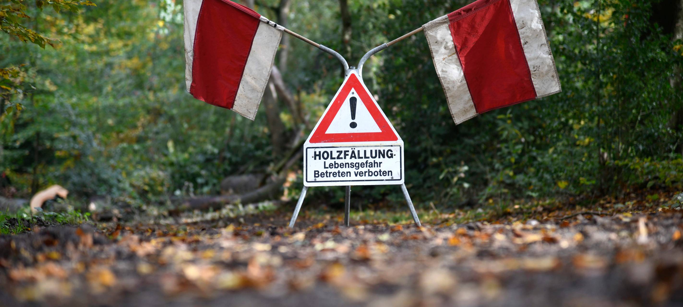 15 Bäume auf Nordfriedhof müssen weg