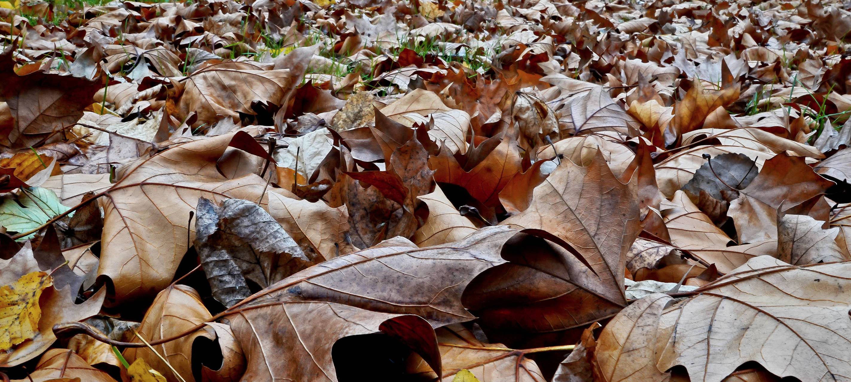 Letzte Laubsammlung für dieses Jahr