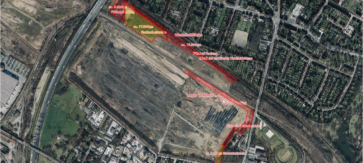 Viele Bäume am Lager Waldteich werden gefällt