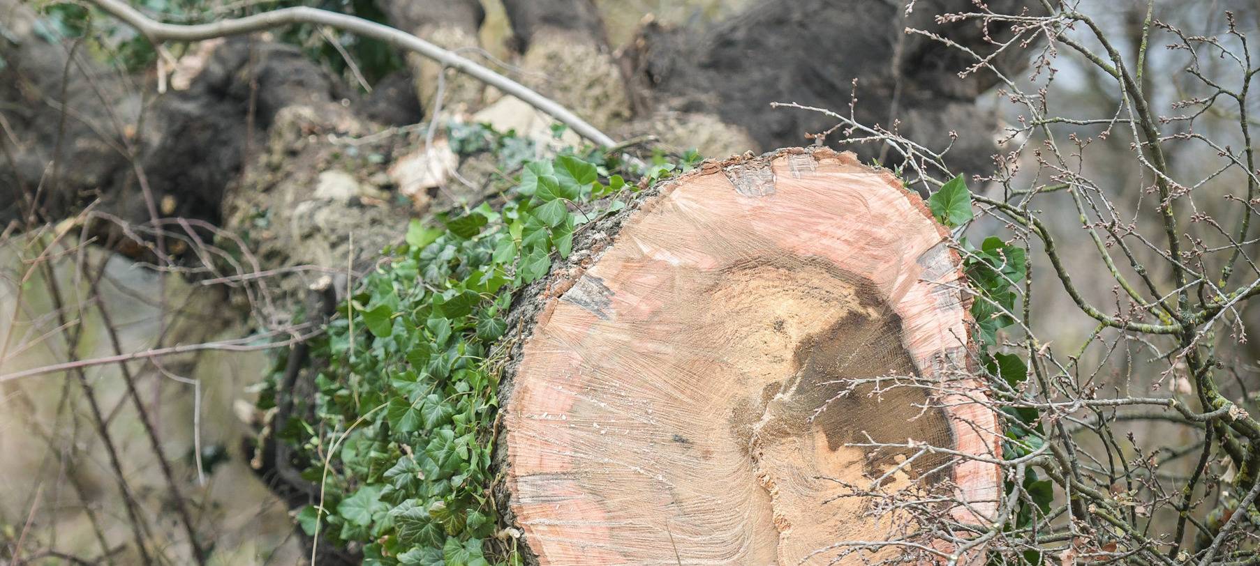 Kaum Sturmschäden in Oberhausen