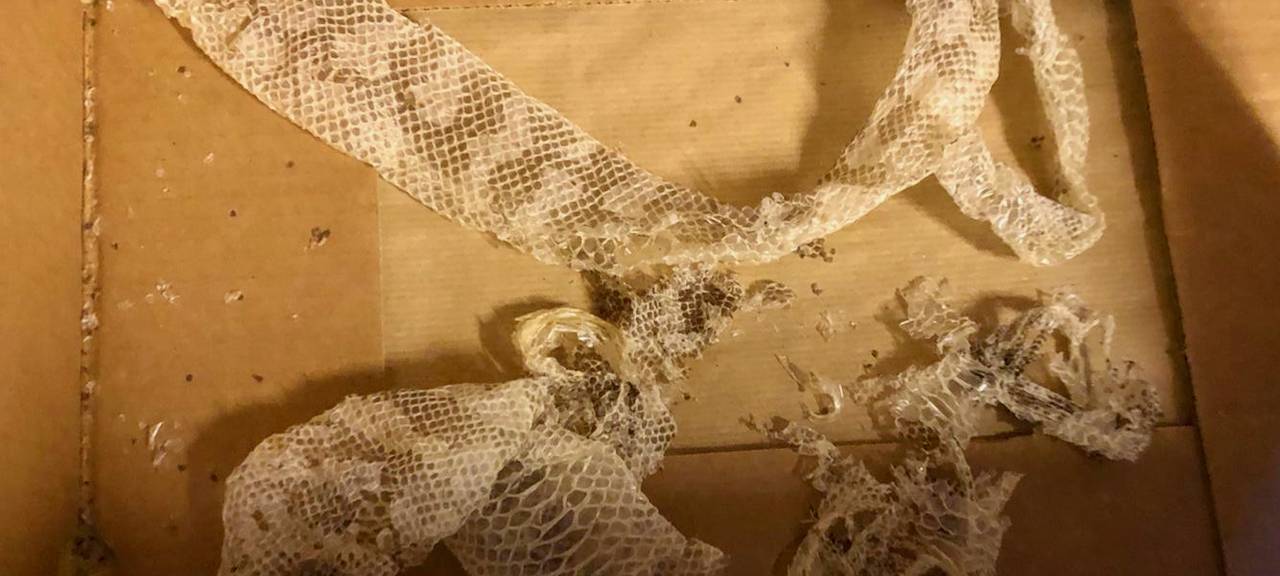 Schlangenhaut in Kita gefunden