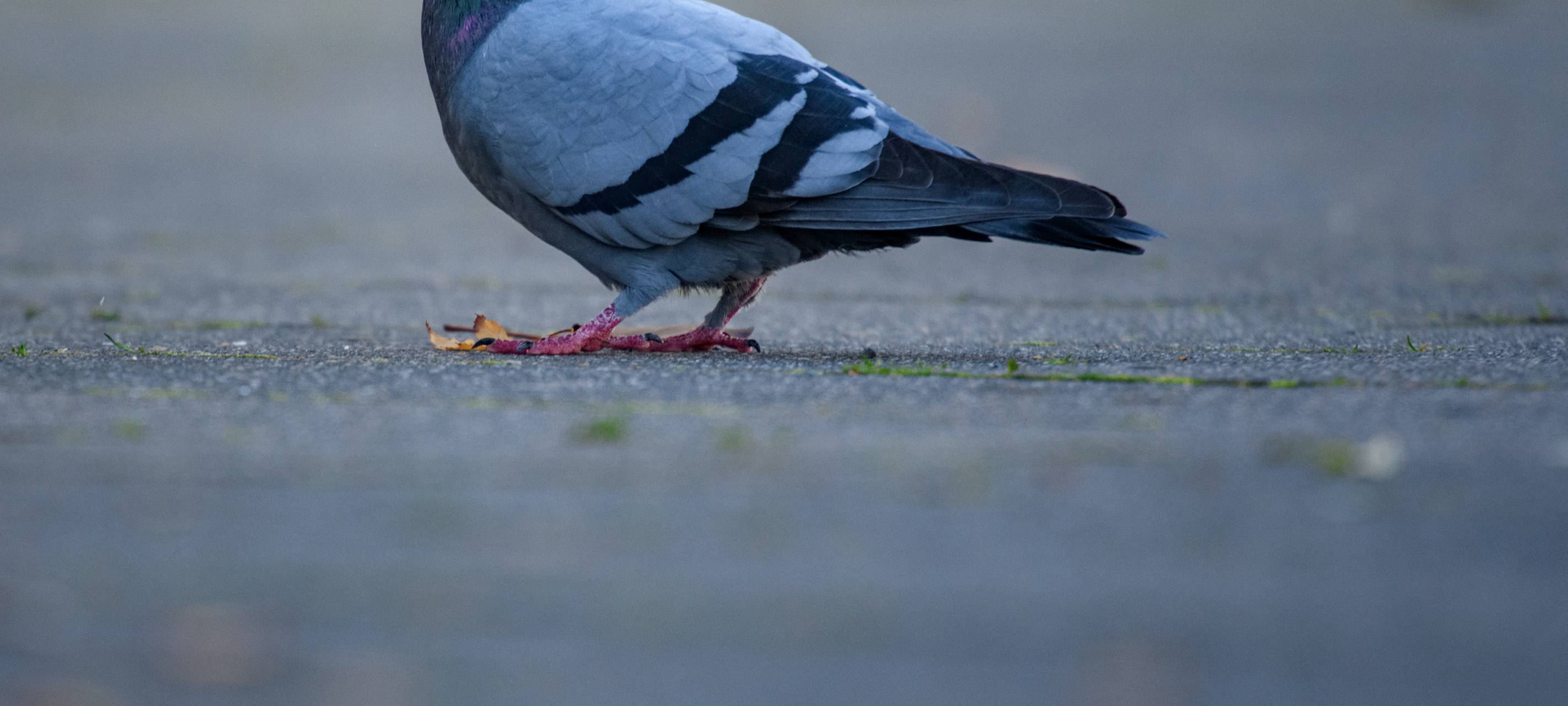 Taube aus leerstehendem Laden gerettet