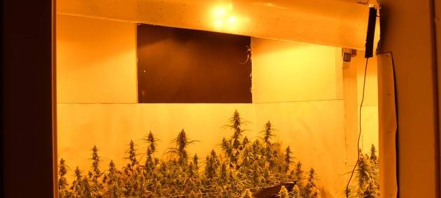Polizei schnappt Drogenbande