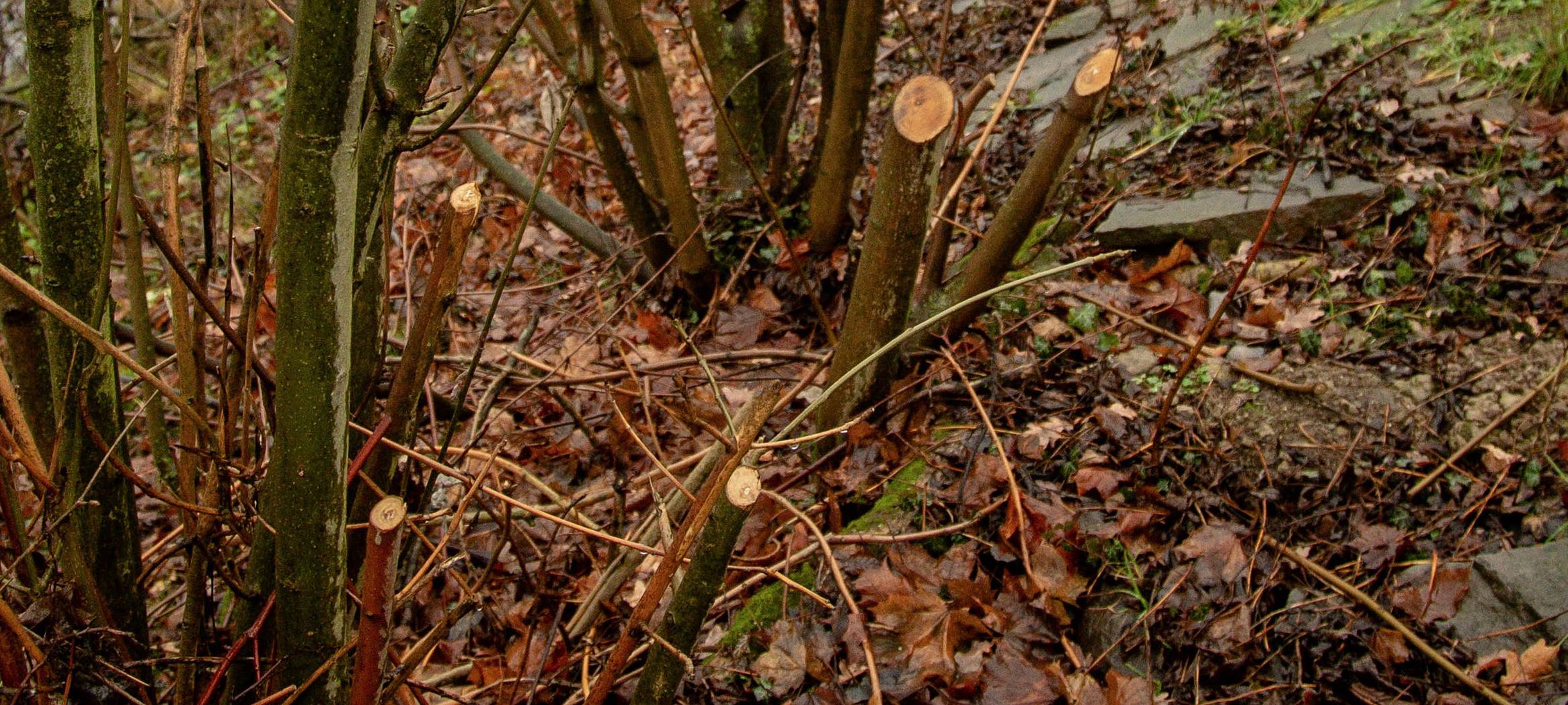 Sondergenehmigung für Grünschnitt