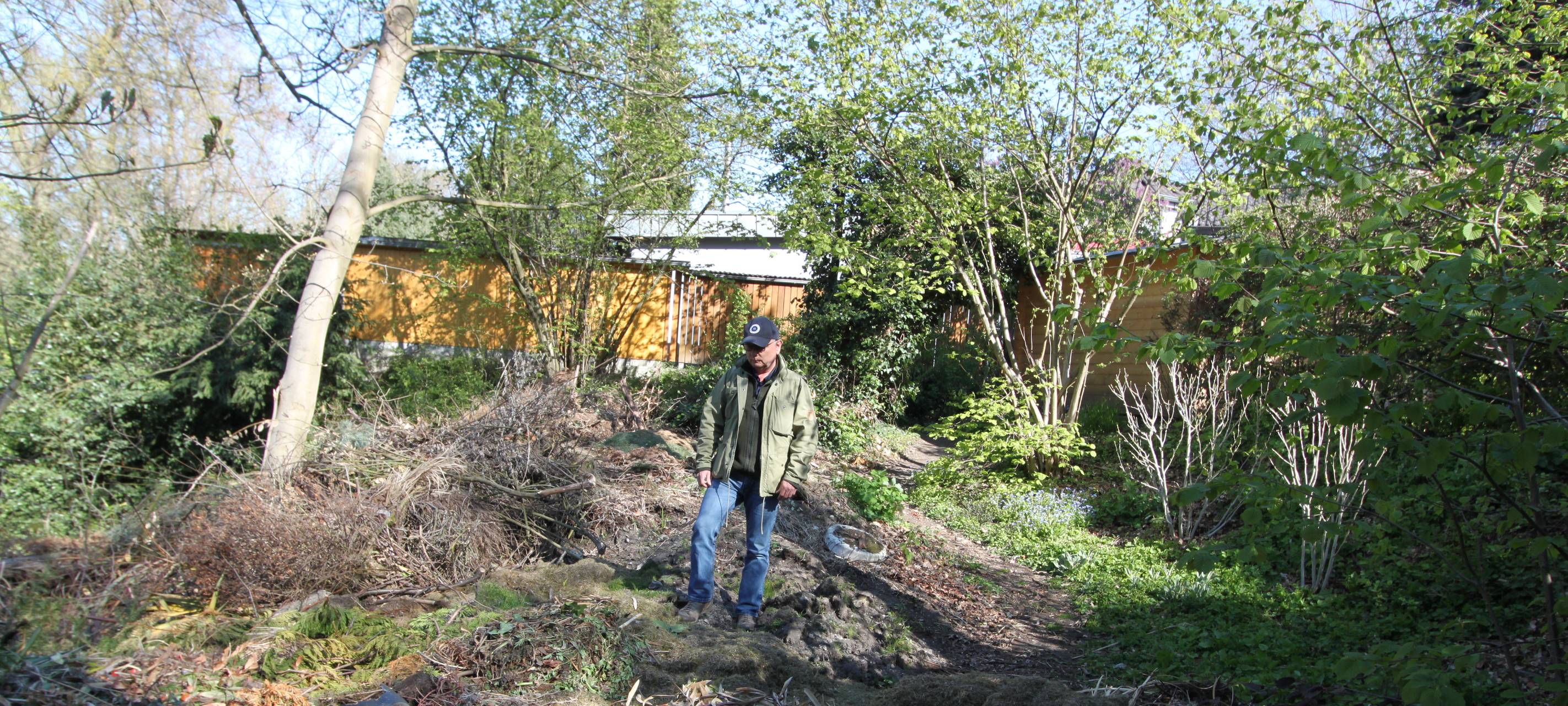 Vegetation zerstört - Eiche muss gefällt werden