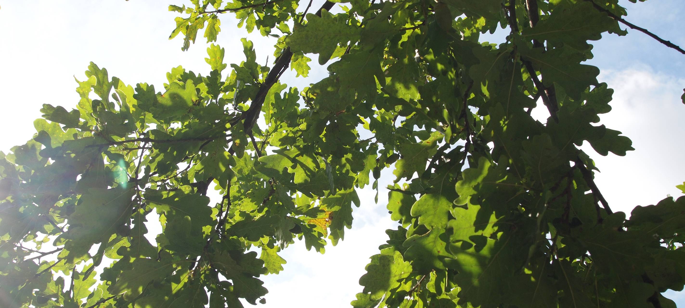 Weitere Ideen für neue Bäume gesucht