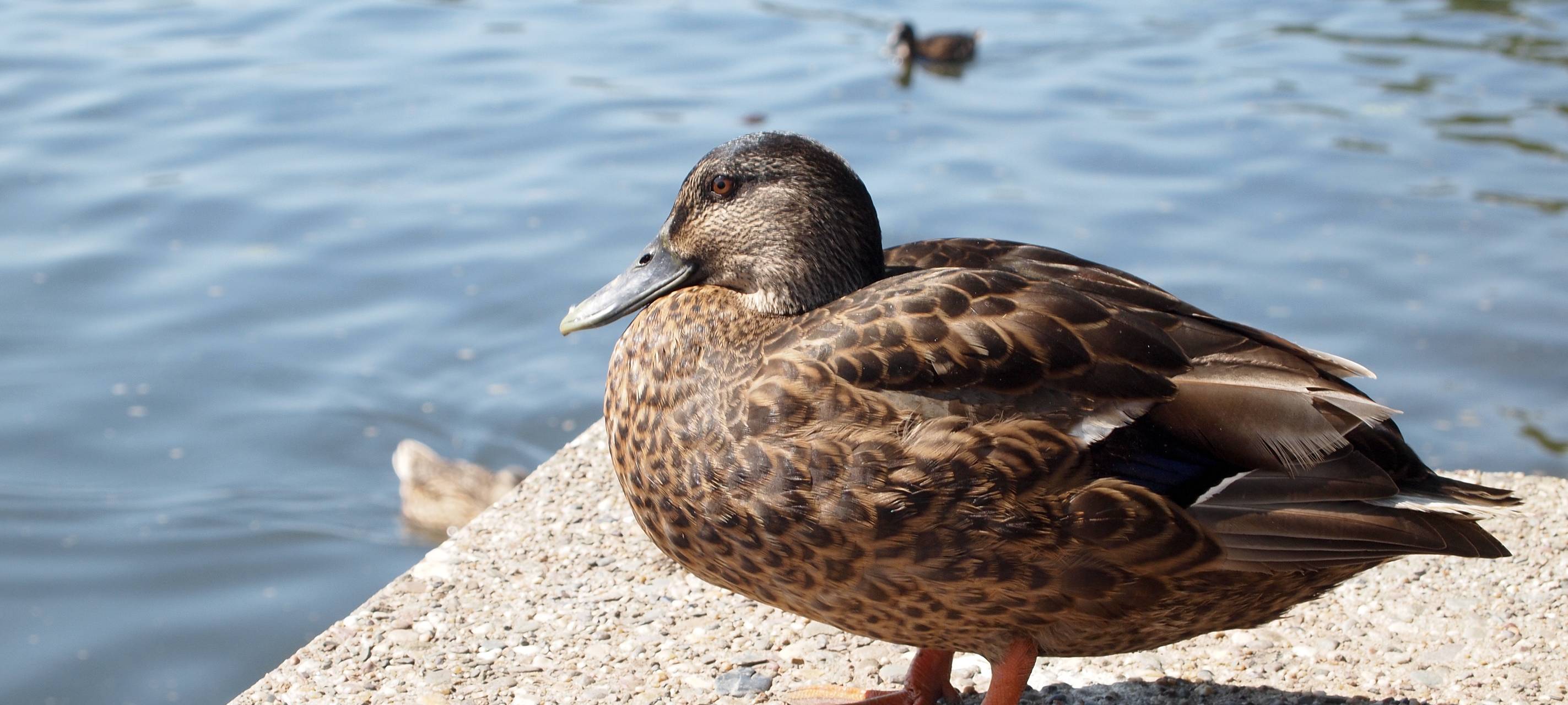 Schaumkronen haben natürliche Ursachen
