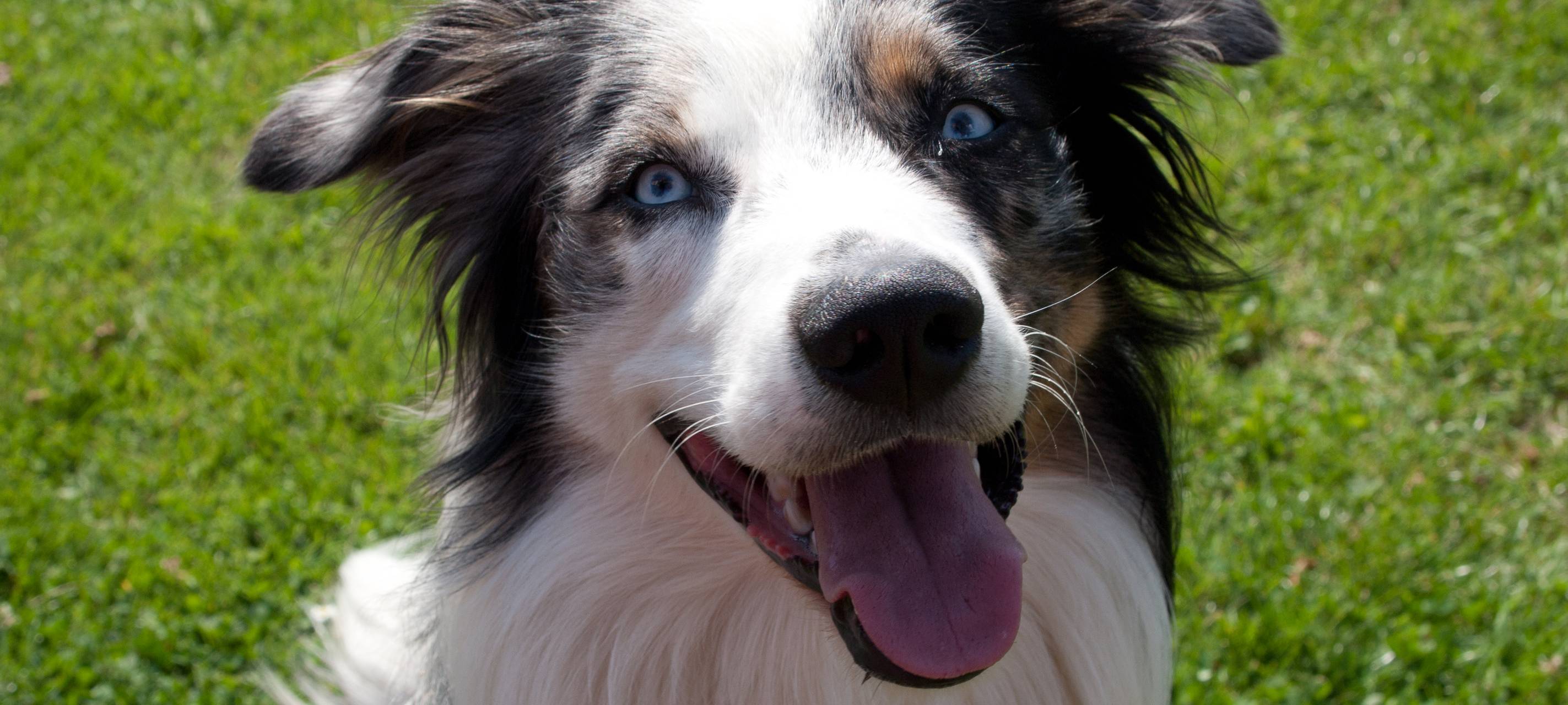 Viel Platz für freilaufende Hunde