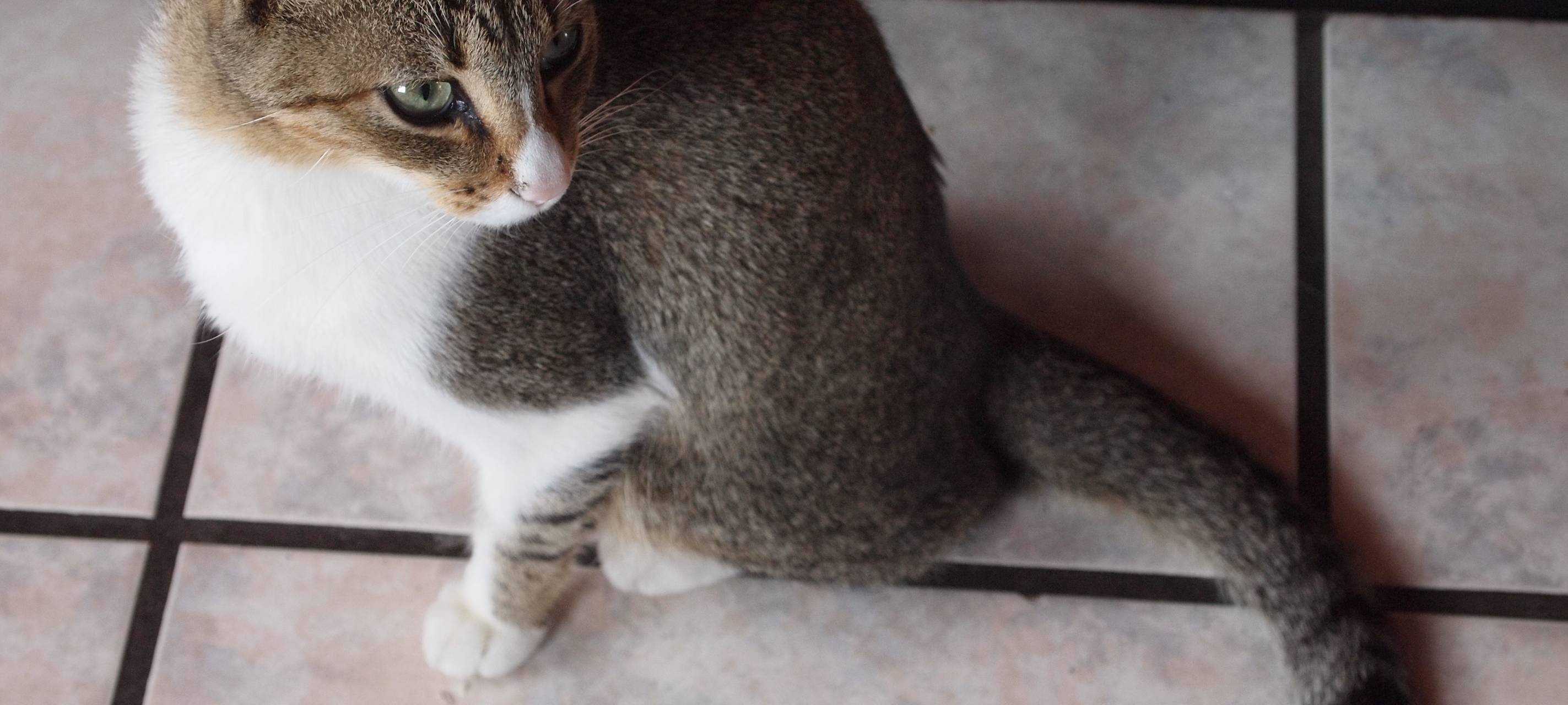 Uni sucht Katzenvideos für die Forschung