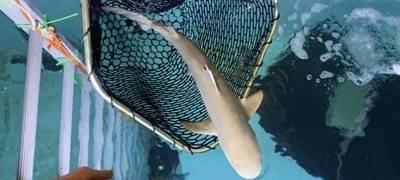 Hai-Kinder ziehen von Oberhausen nach Wien