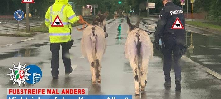 Esel wollten auf die A42