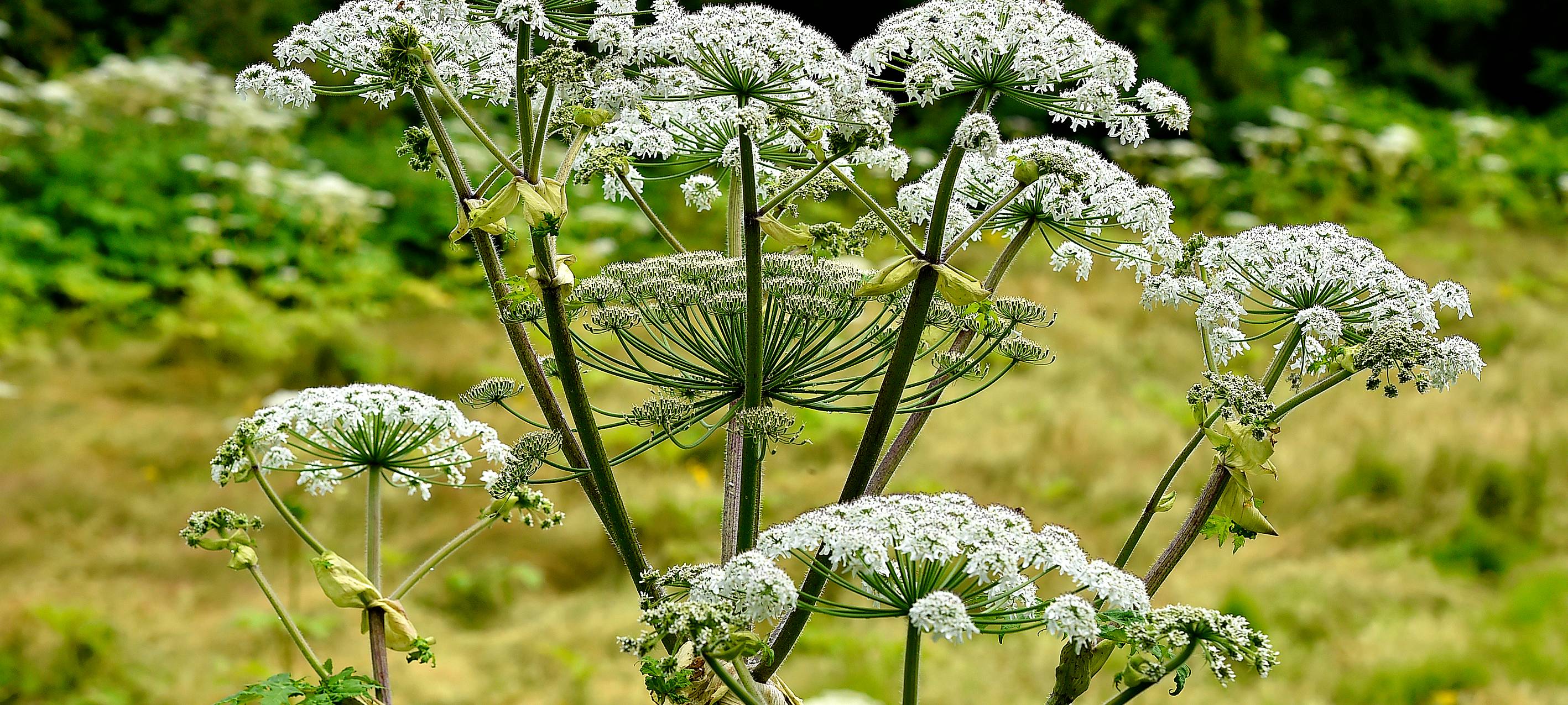 Verletzte bei Laufveranstaltung