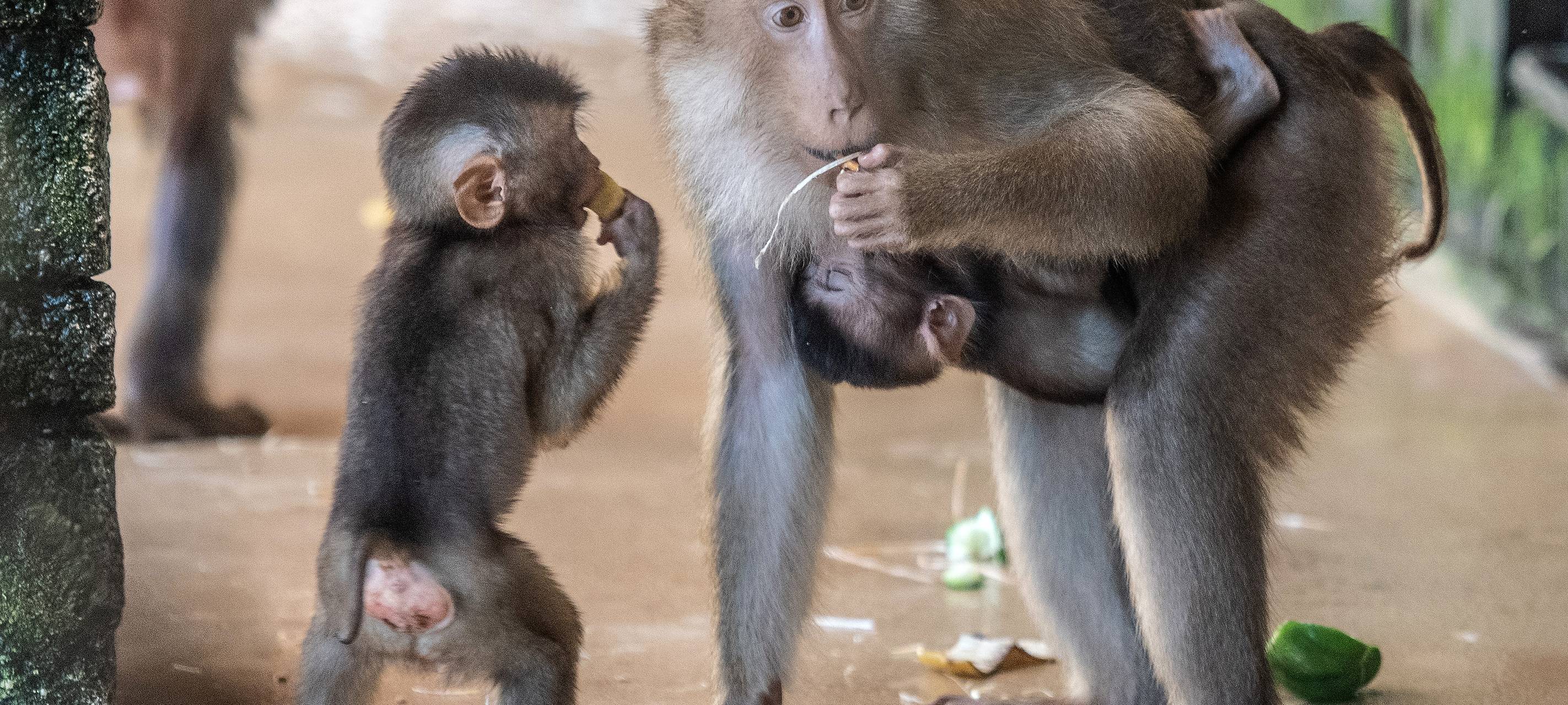 Neue Verordnung schränkt Betrieb ein