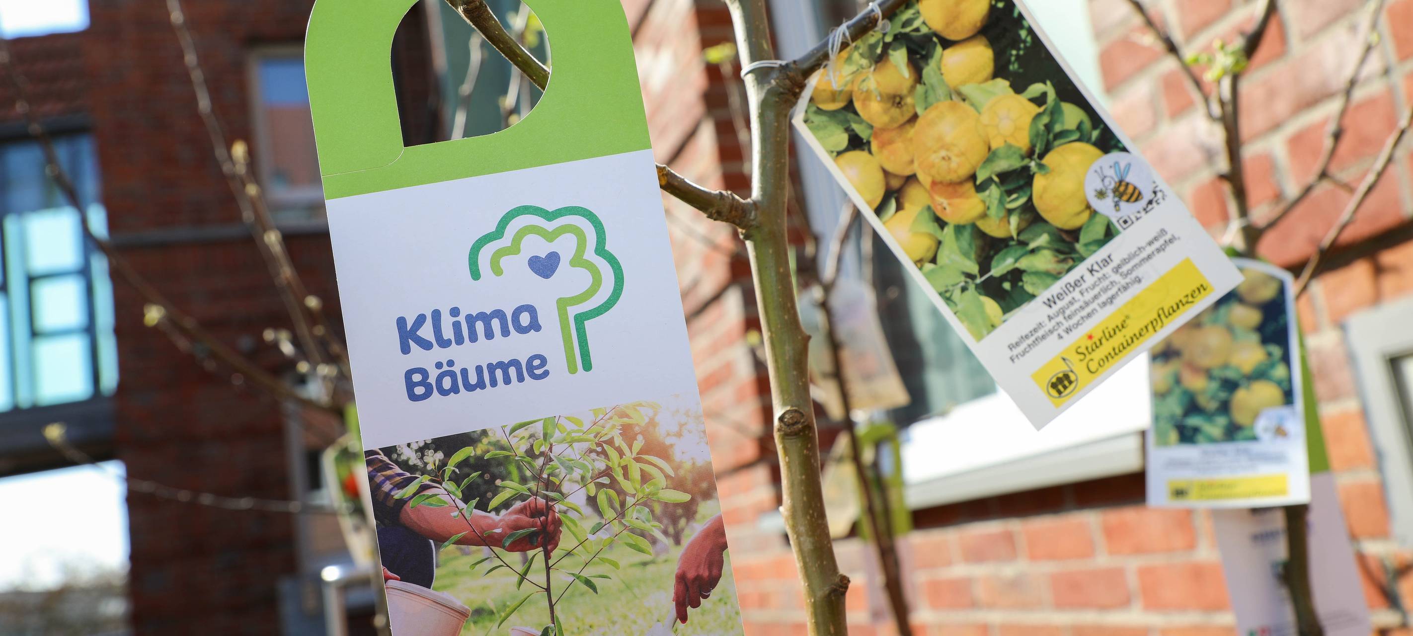 Wer wird Pate eines Obstbaumes?