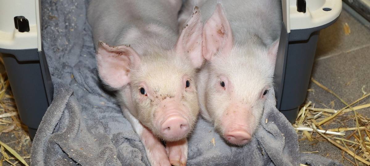 "Eine echte Schweinerei"