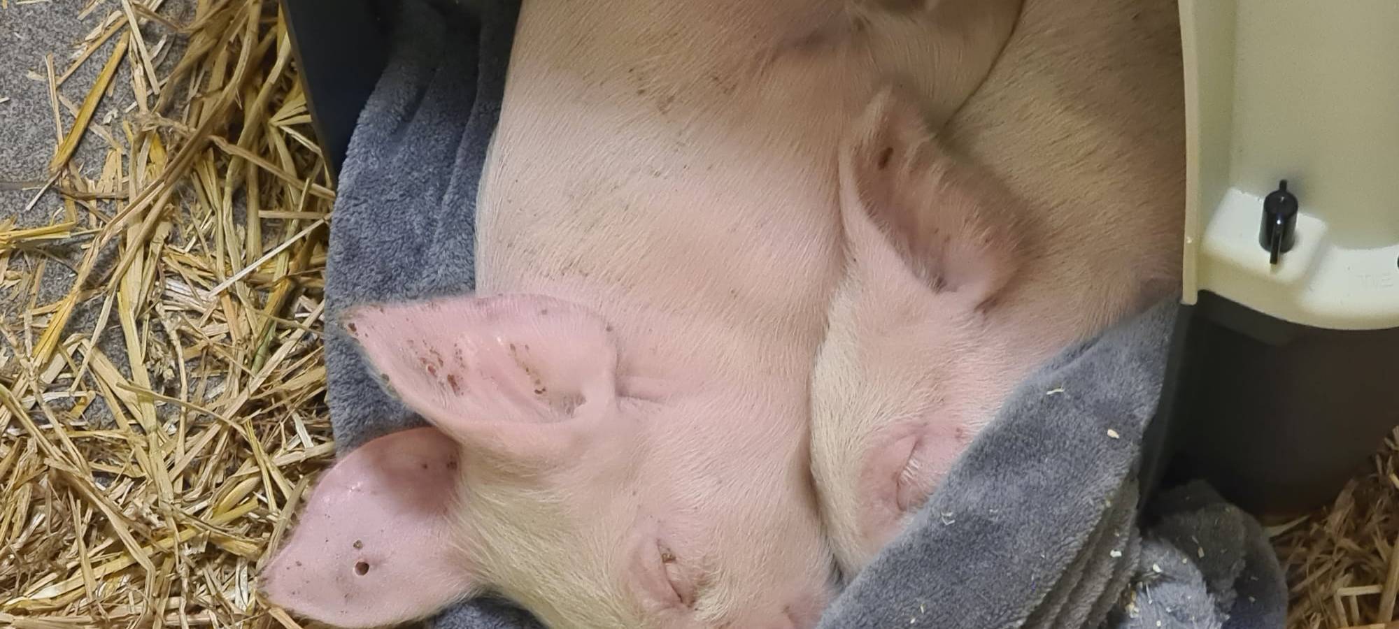 Ferkel in Pappkartons ausgesetzt