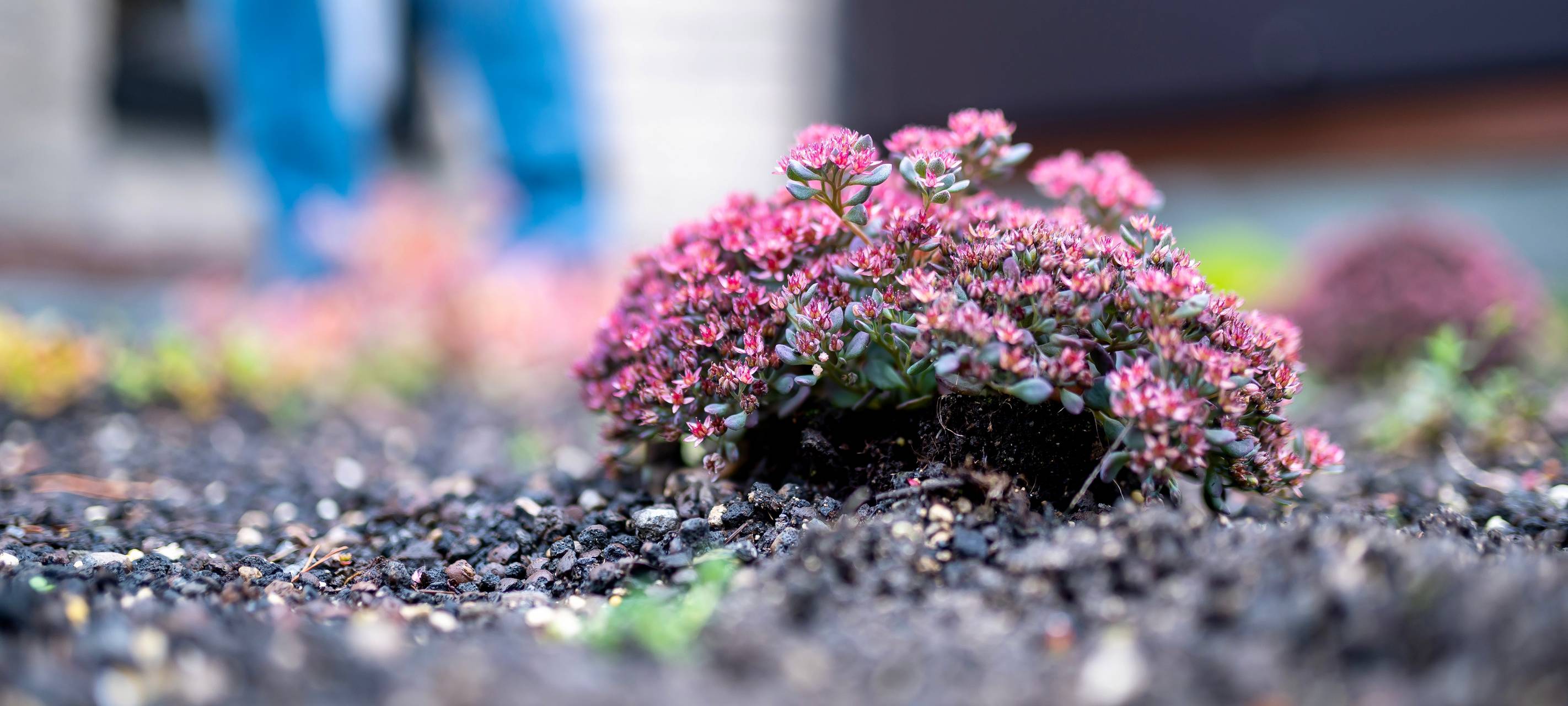 Dach der neuen Lagerhalle wird bepflanzt