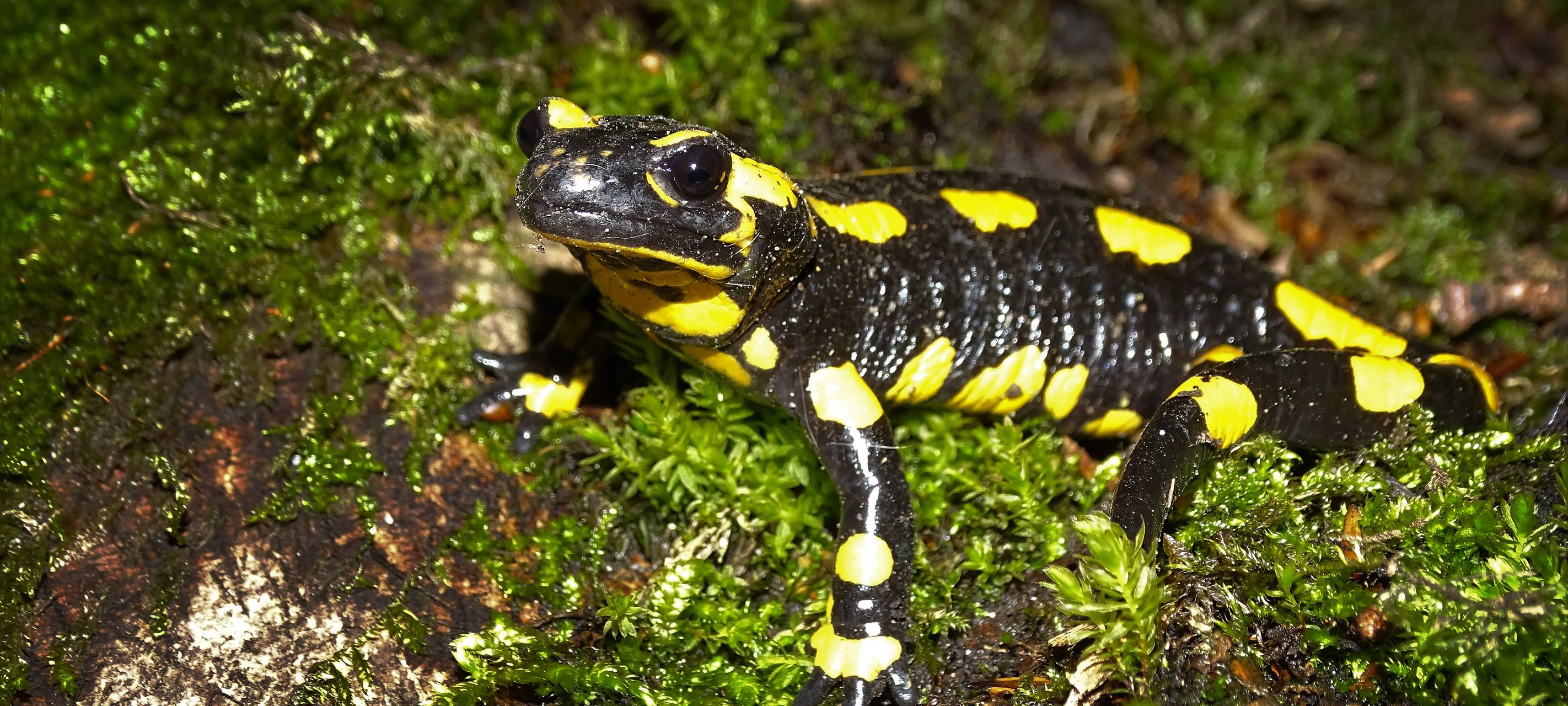 Bedrohte Art im Ruhrgebiet