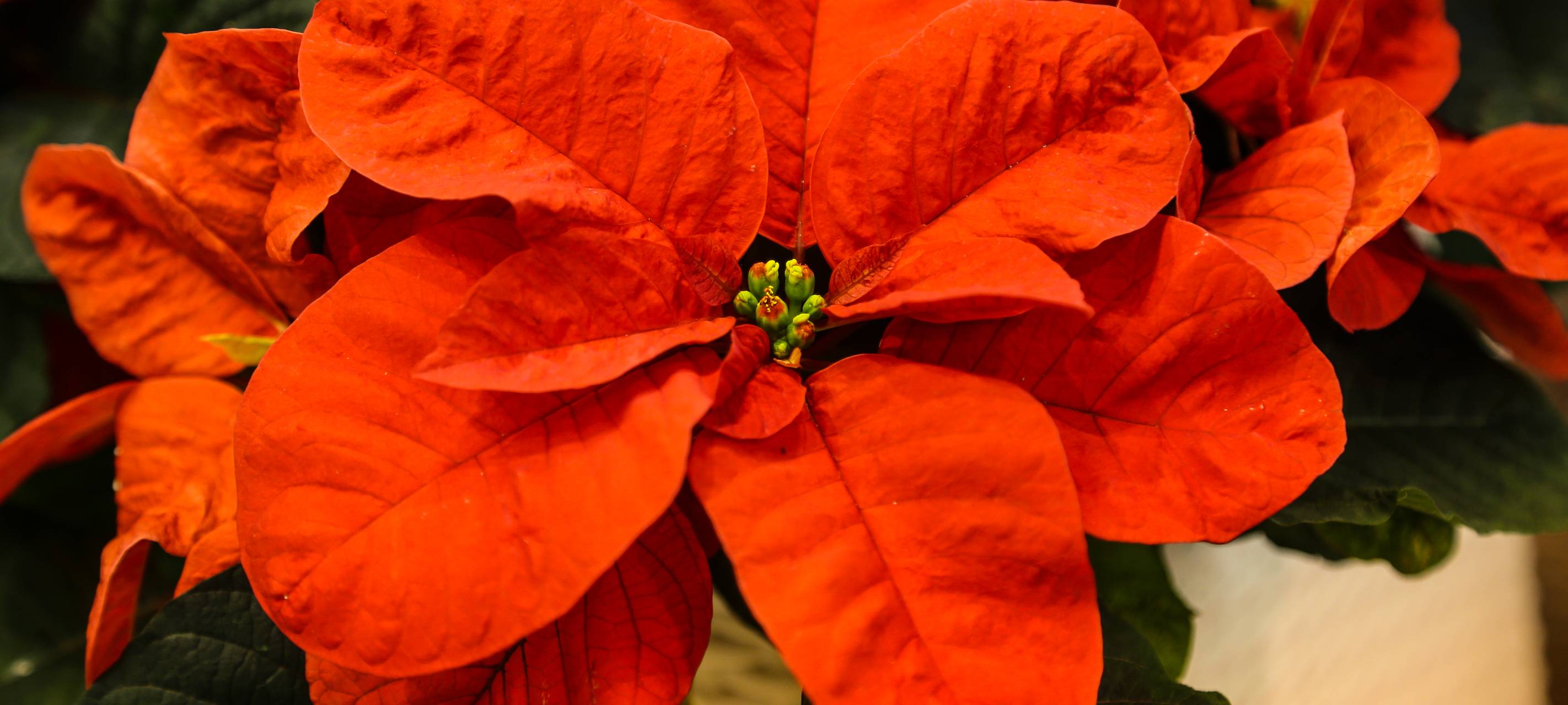 Geschenke für bedürftige Senioren