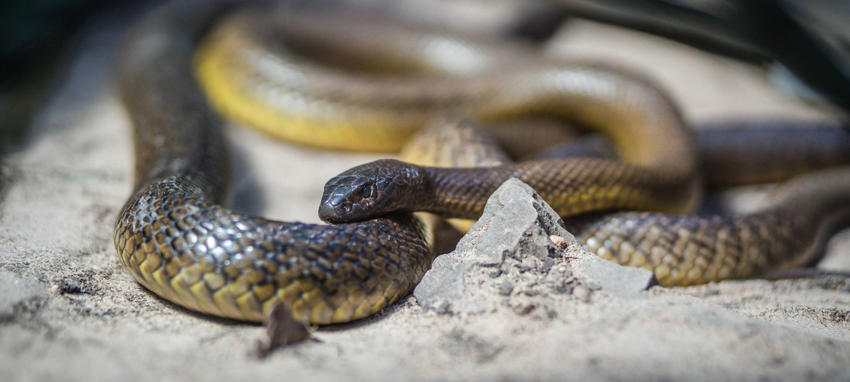 Großeinsatz wegen giftiger Reptilien