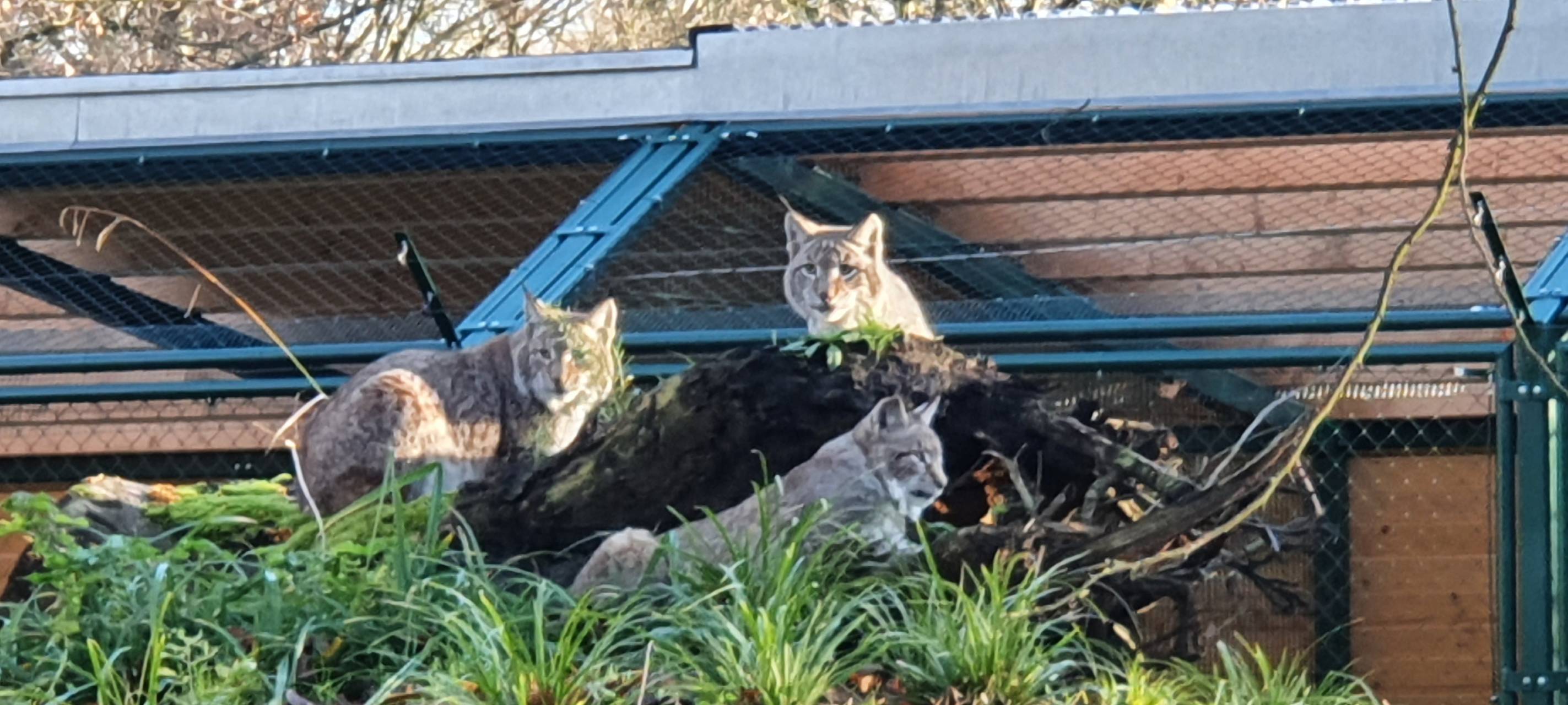 Tiergehege soll Erlebnispfad bekommen