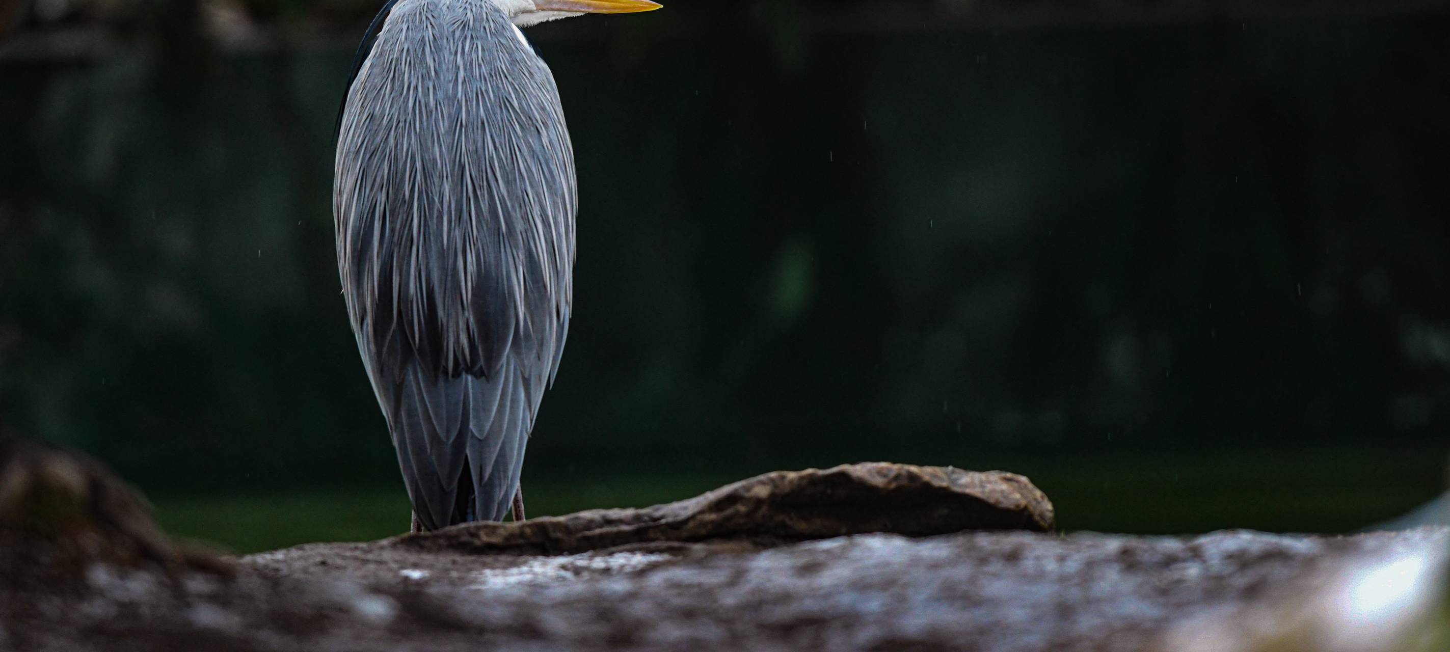 Feuerwehr bringt Fischreiher in Tierklinik