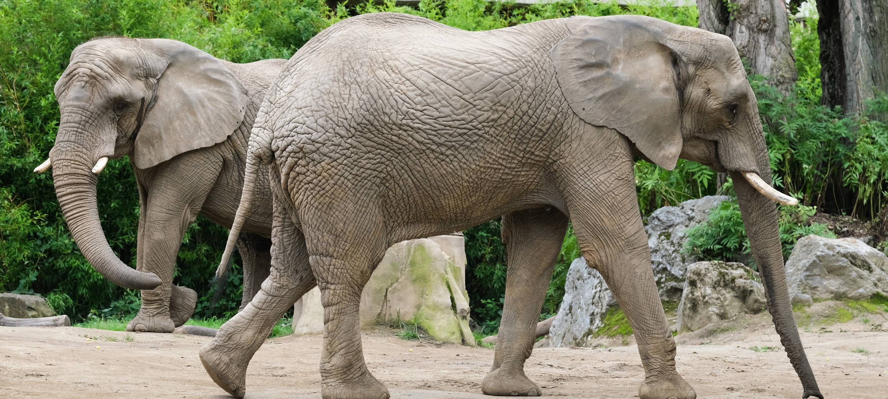 Elefanten verspeisen haufenweise Tannenbäume