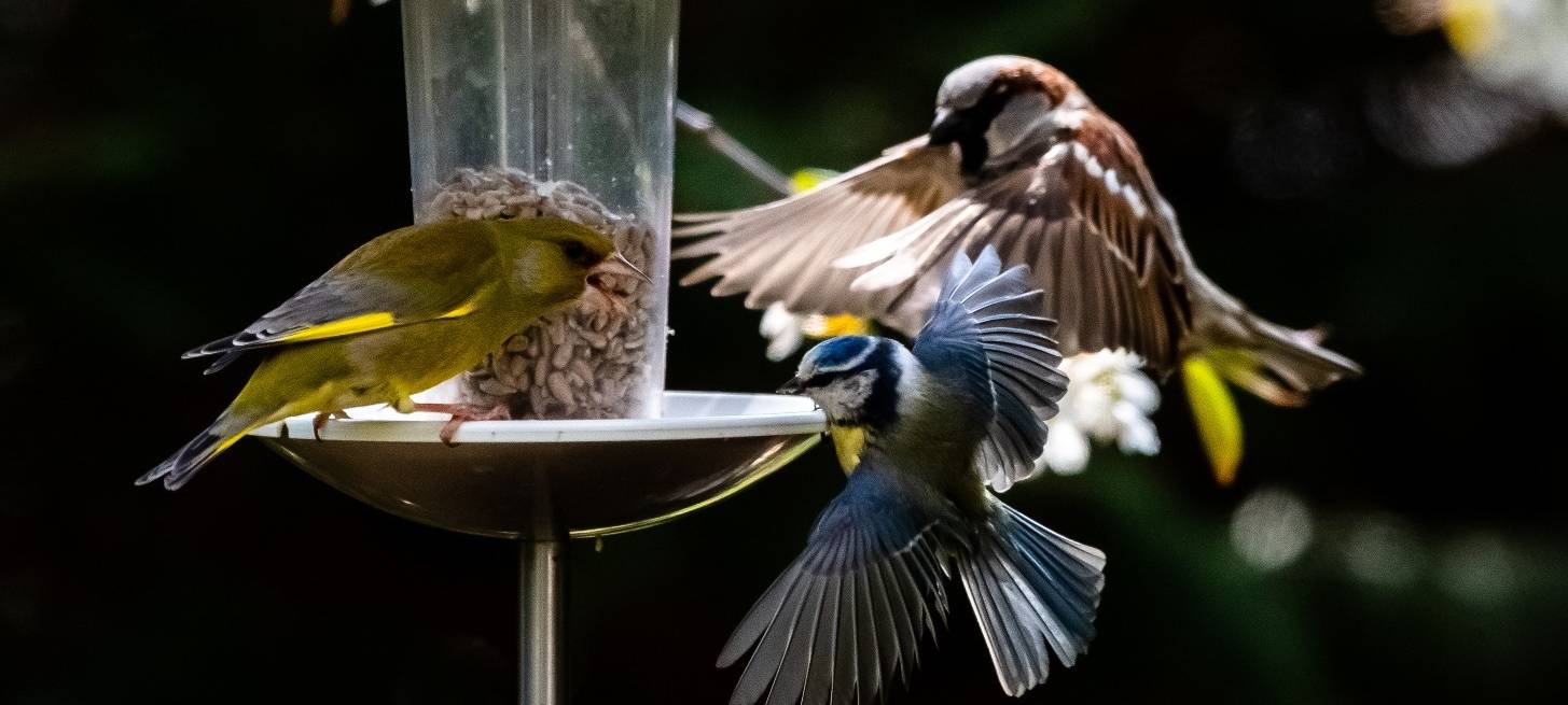 Vögel werden gezählt