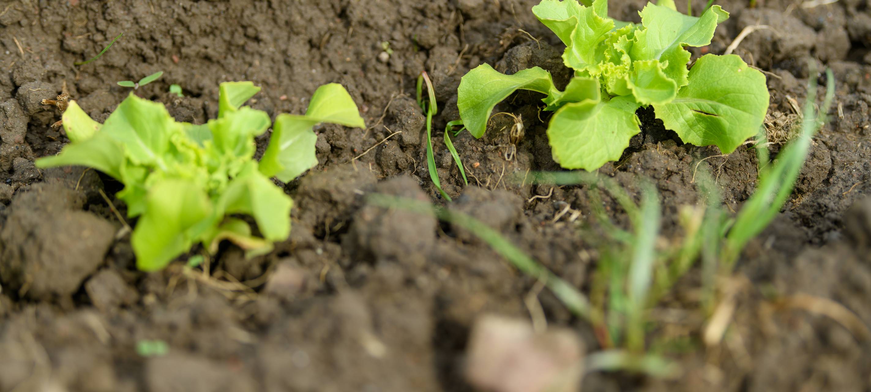 Gemüse selbst anbauen in Holten
