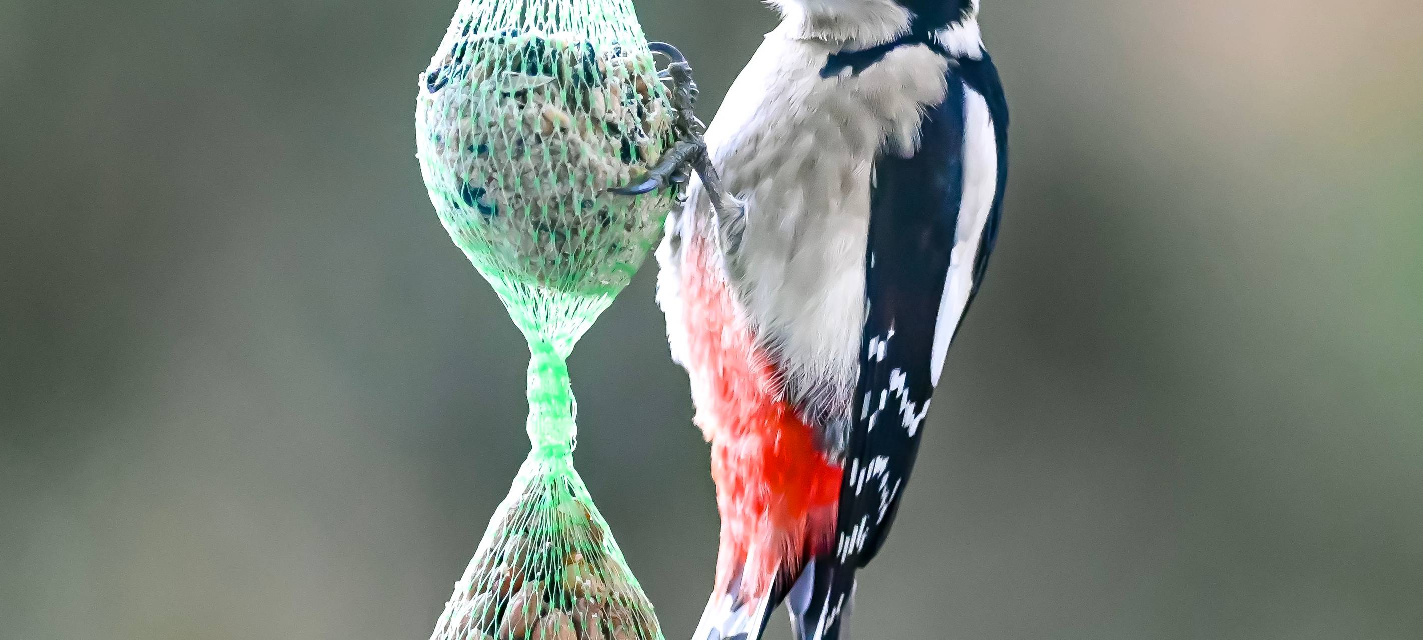 Stadt: Vogelfutter sorgfältig aussuchen