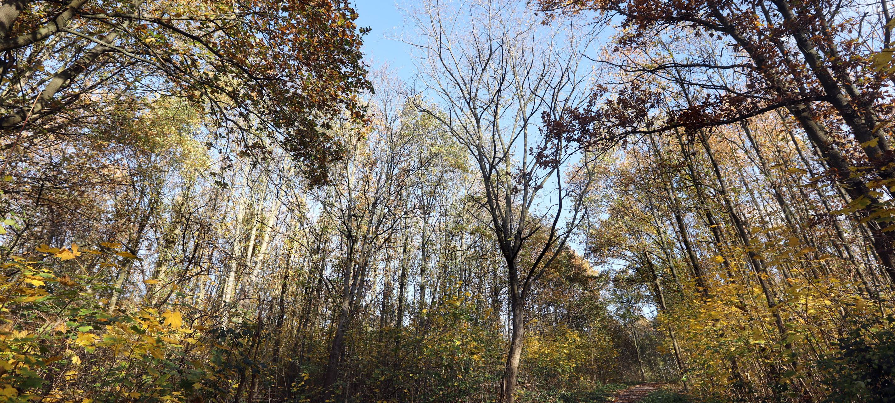 Rodungen auf der Halde Alstaden