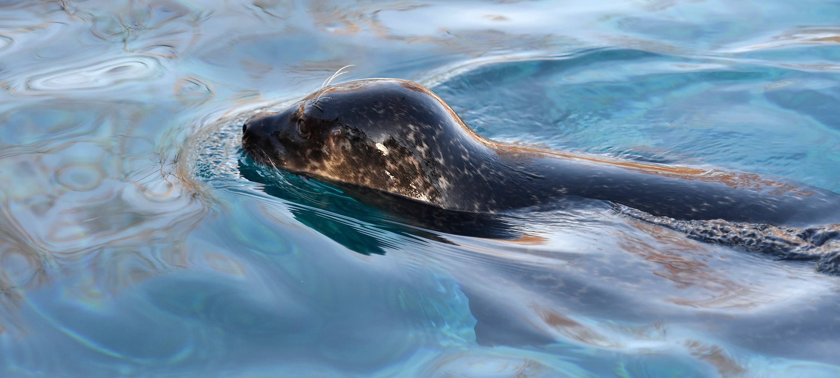 Seltene Sichtung von Seehund im Rhein