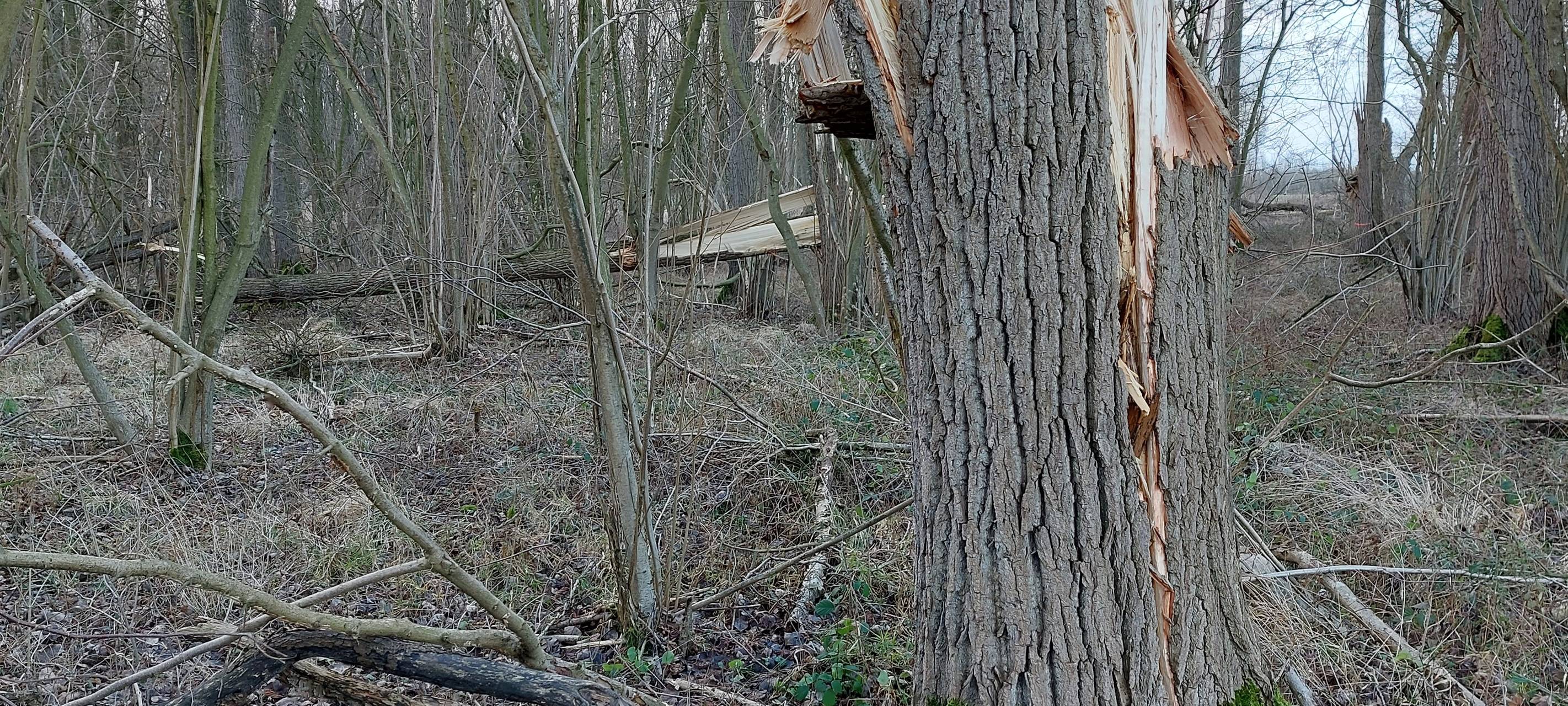 Oberhausener Wälder weiter gesperrt