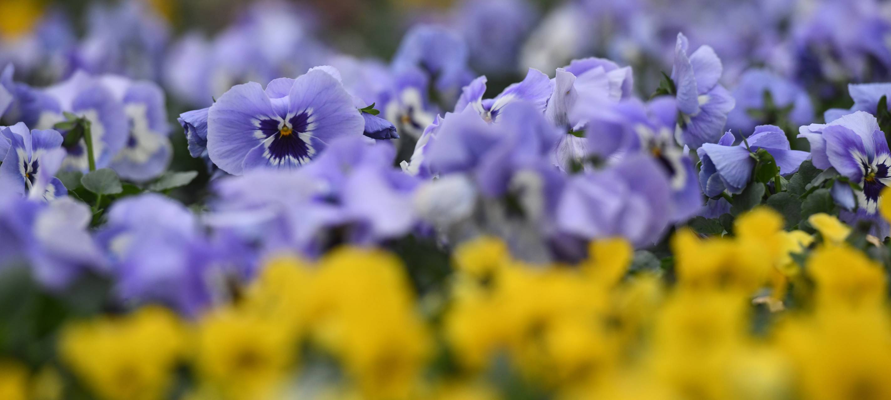 Oberhausen blüht auf