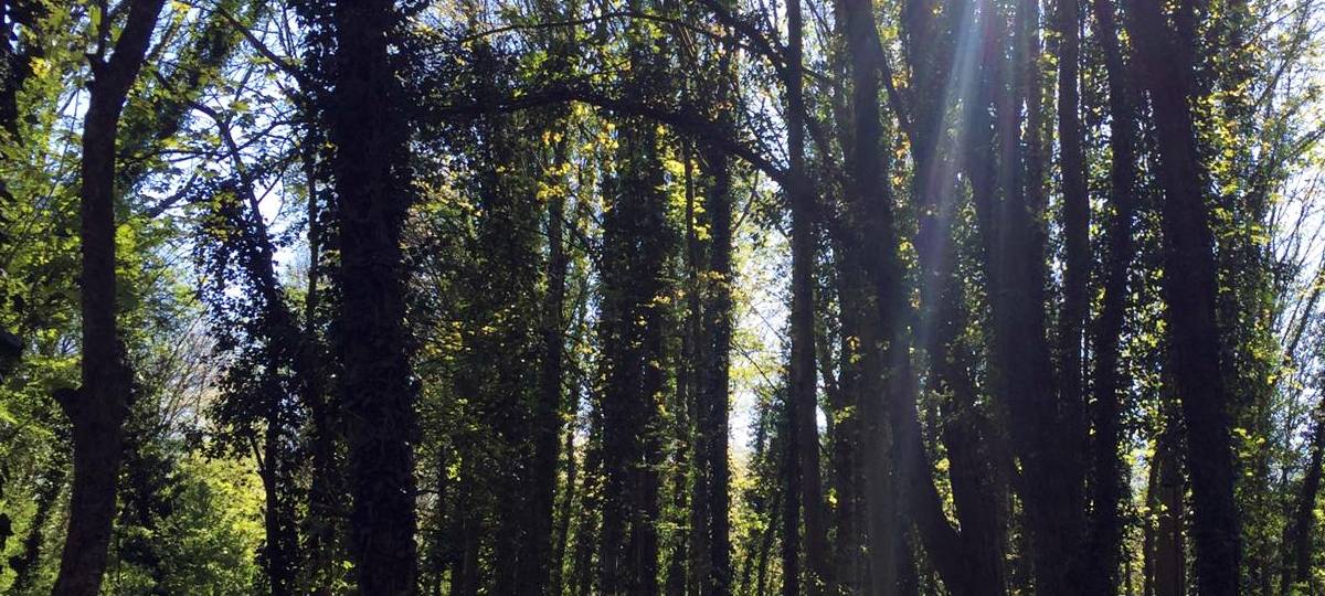 Hiesfelder Wald soll interaktiven Pfad bekommen