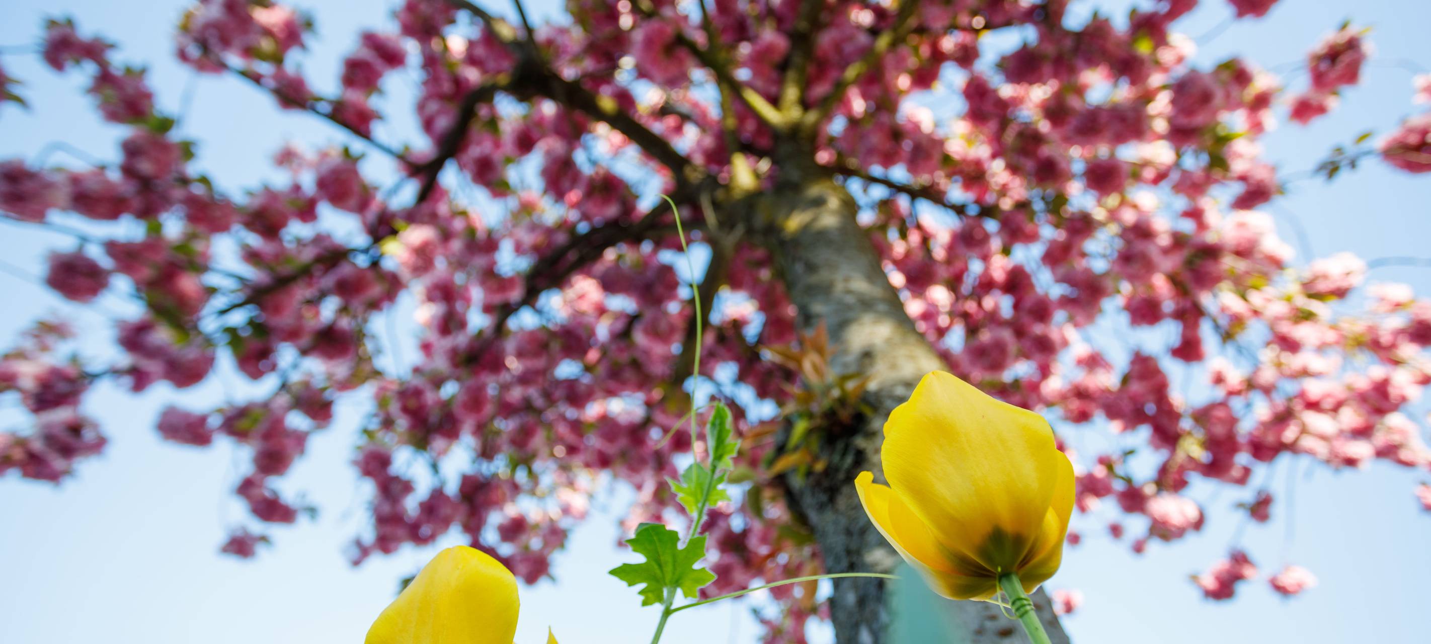 Osterfeld und EVO feiern