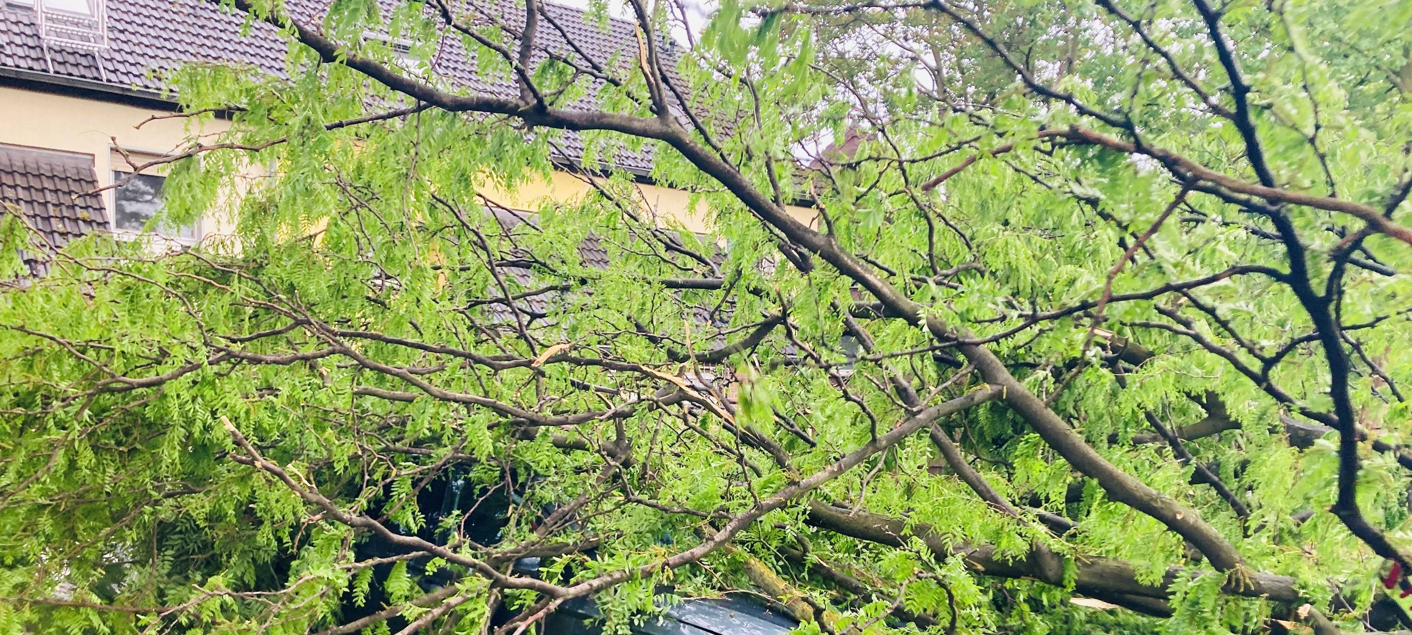 Gewitter: Keine Verletzten, aber viel Holz