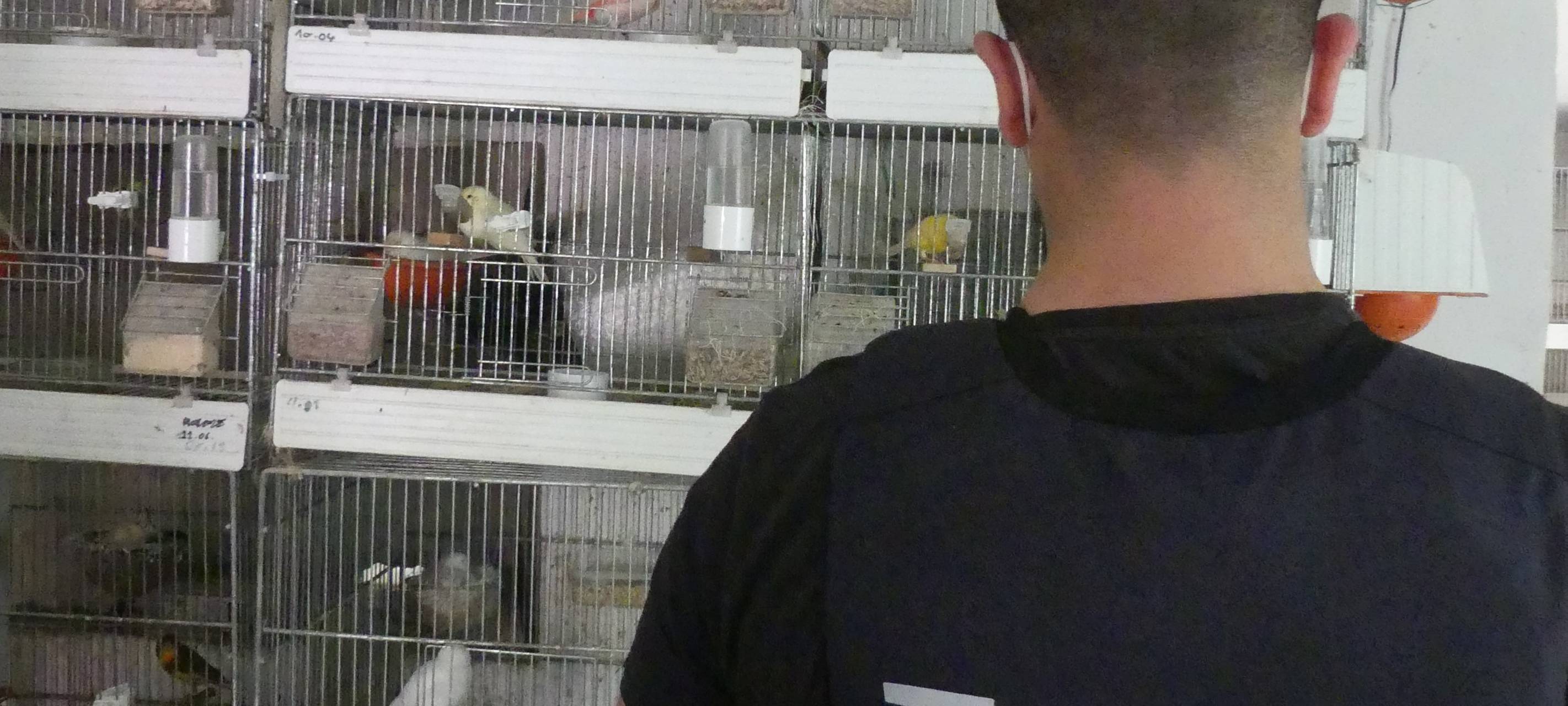 Zoll findet zahlreiche tote Vögel