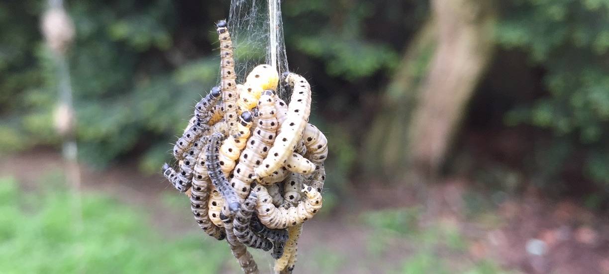 Verwechslungsgefahr: Eichenprozessionsspinner und Gespinstmotten