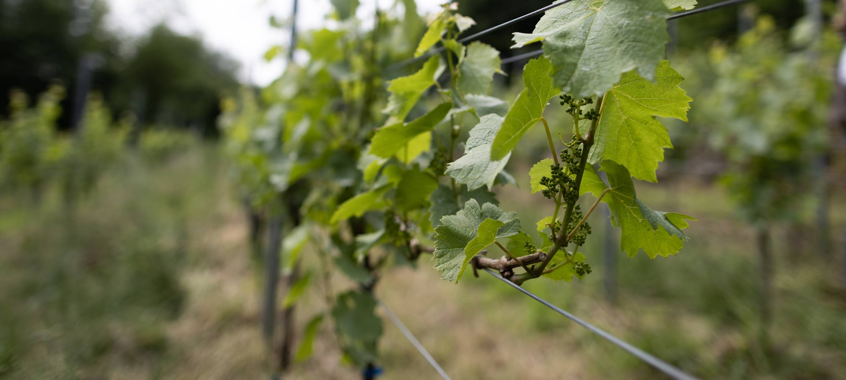 Weinanbau im Revier kein Problem mehr