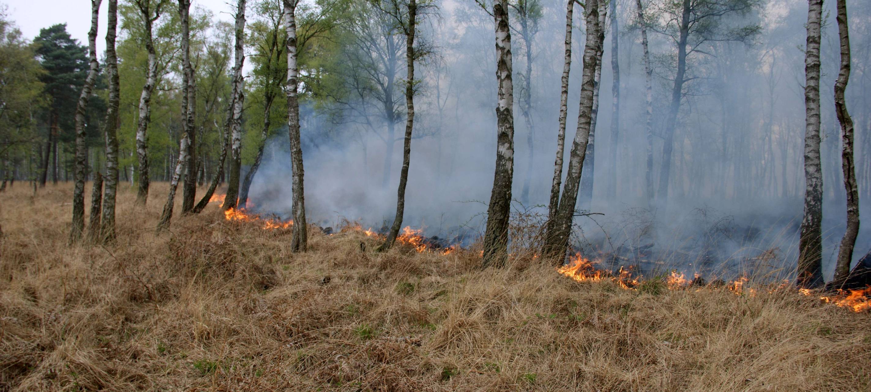 Hohe Strafen für Feuer im Wald
