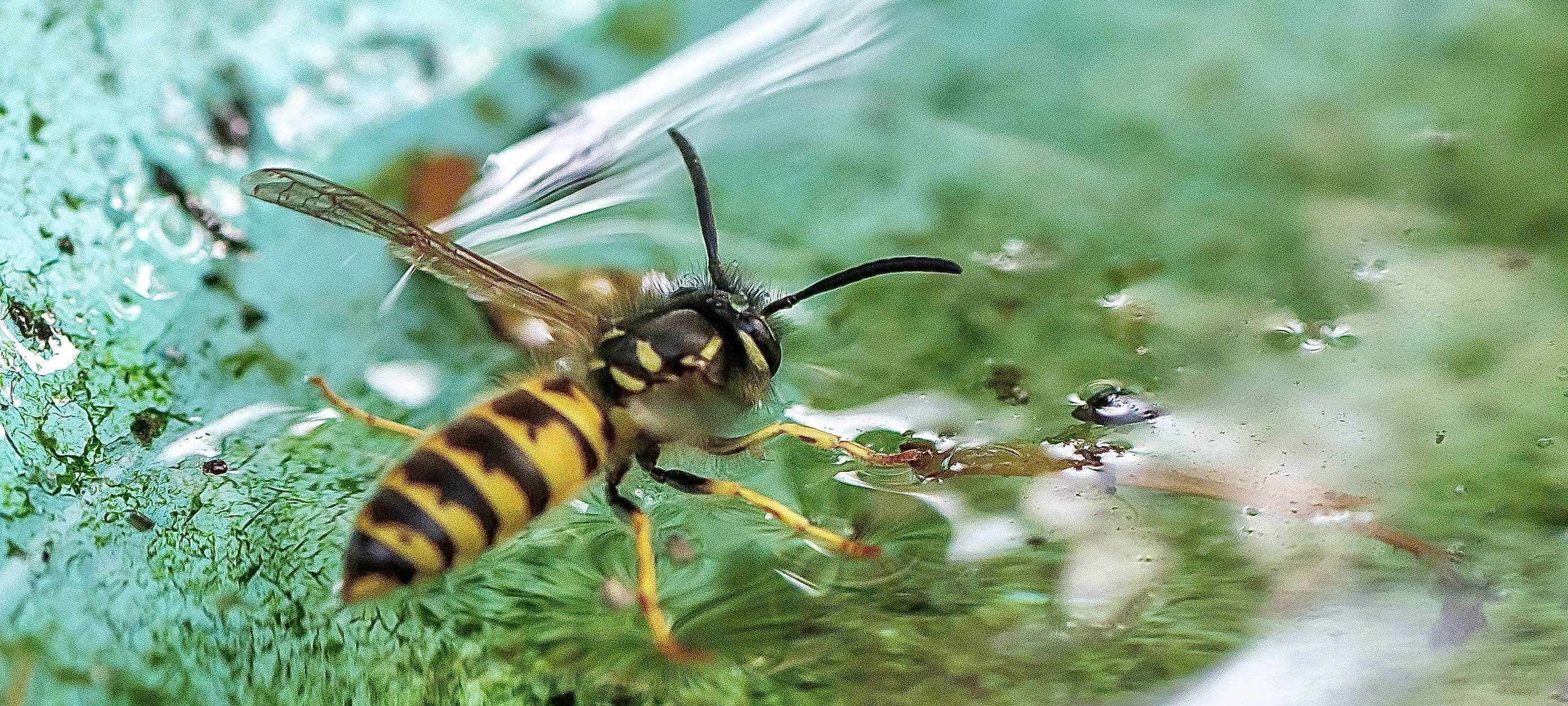 Zu viele Wespen - Annahme von Grünabfällen gestoppt