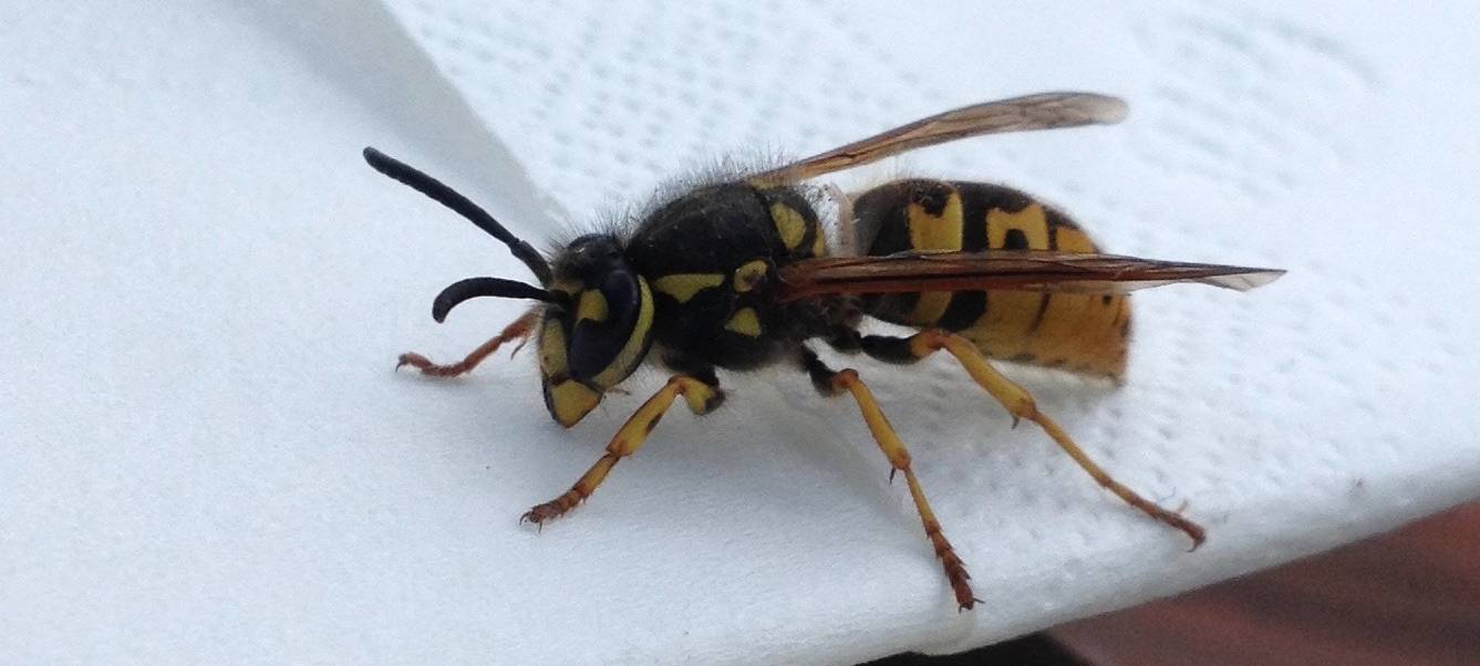 Notaufnahme behandelt immer mehr Insektenstiche