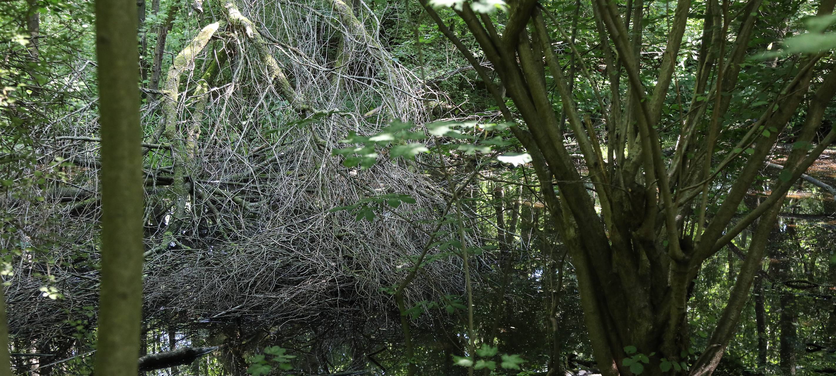 Infoveranstaltung zu Plänen für Halde Alstaden