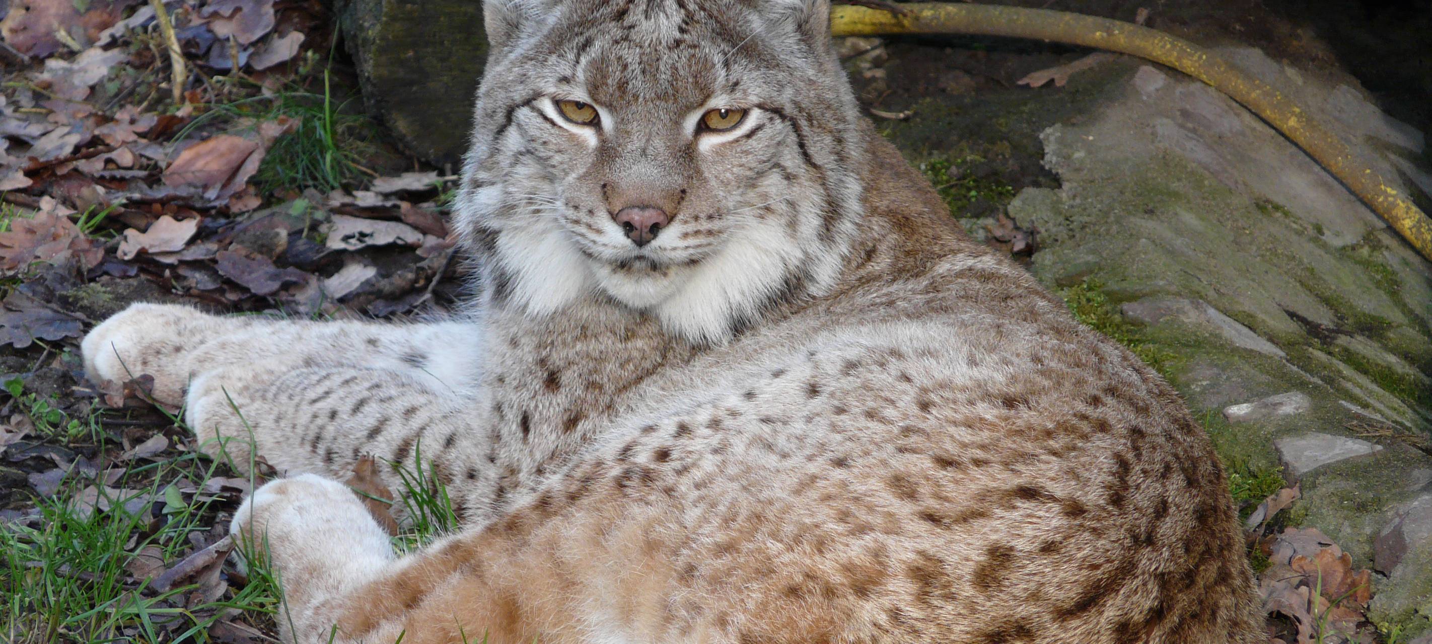 Luchs Mickey stirbt mit 24 Jahren