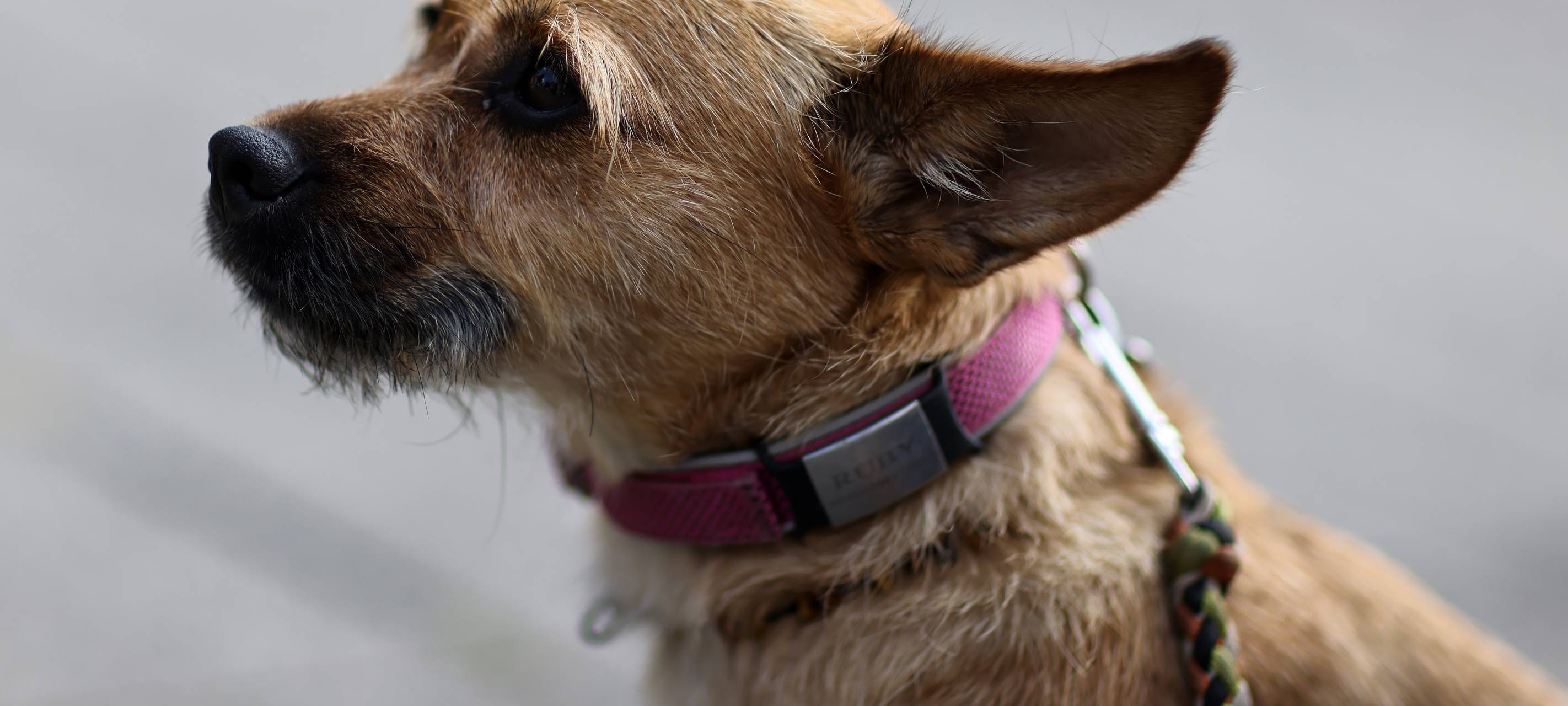 Ordnungsamt Essen kontrolliert Hundehalter