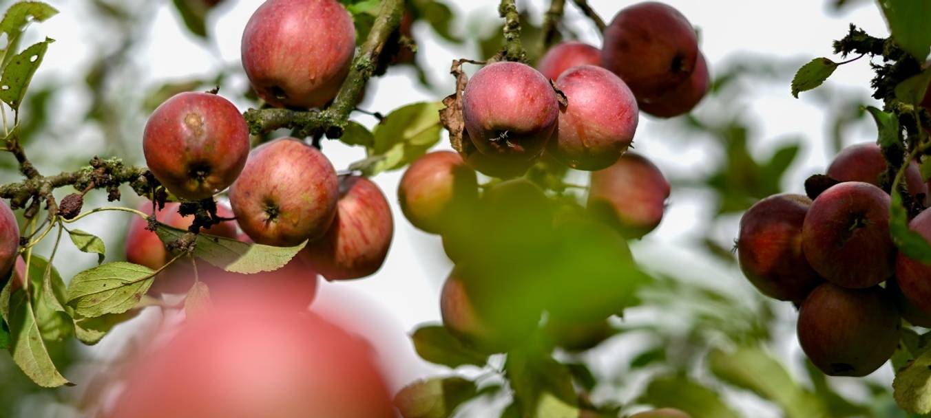 Apfelernte auf dem Lepkeshof startet