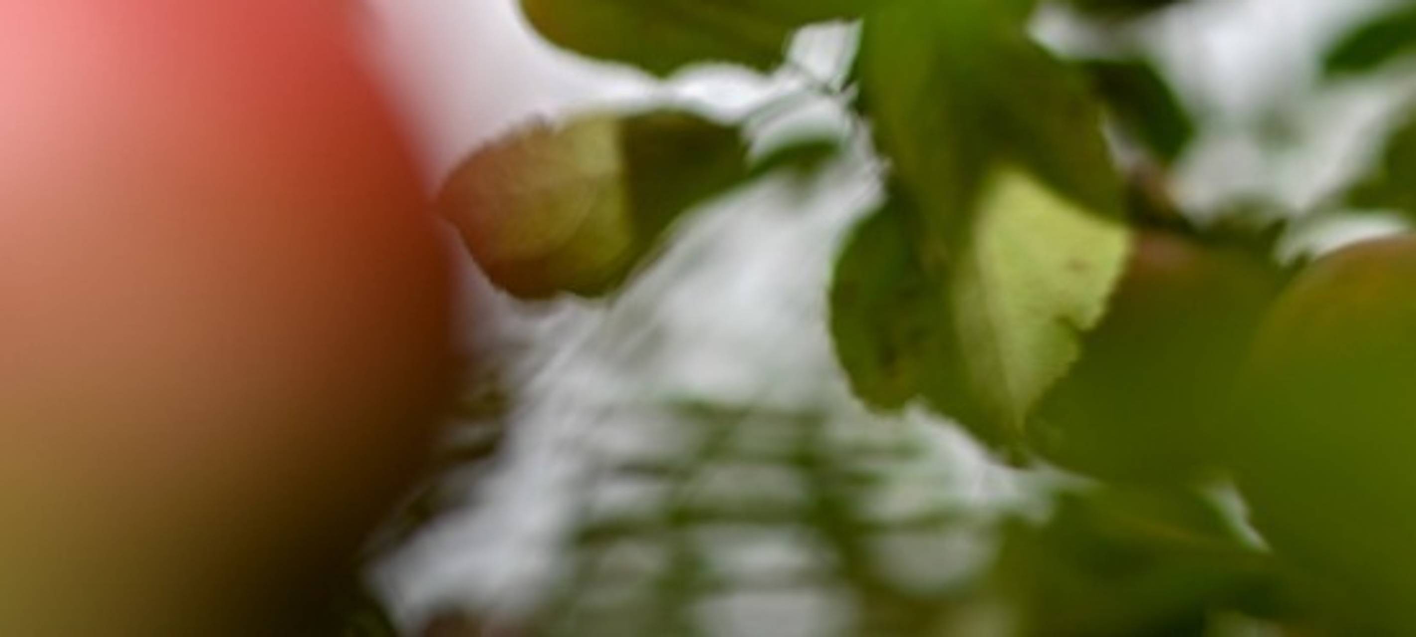 Hochzeitsbaumaktion: Jetzt anmelden