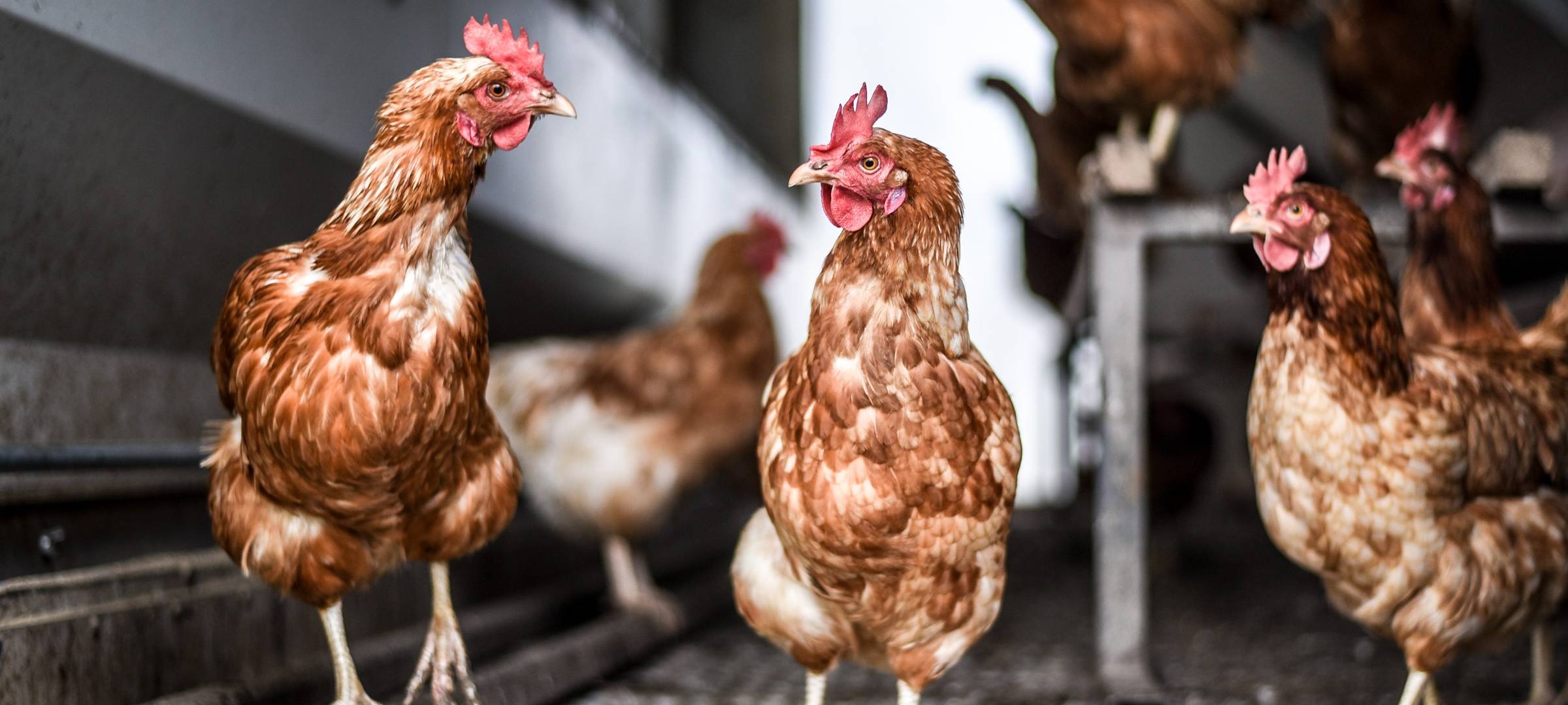 Beschränkungen nach Geflügelpest aufgehoben