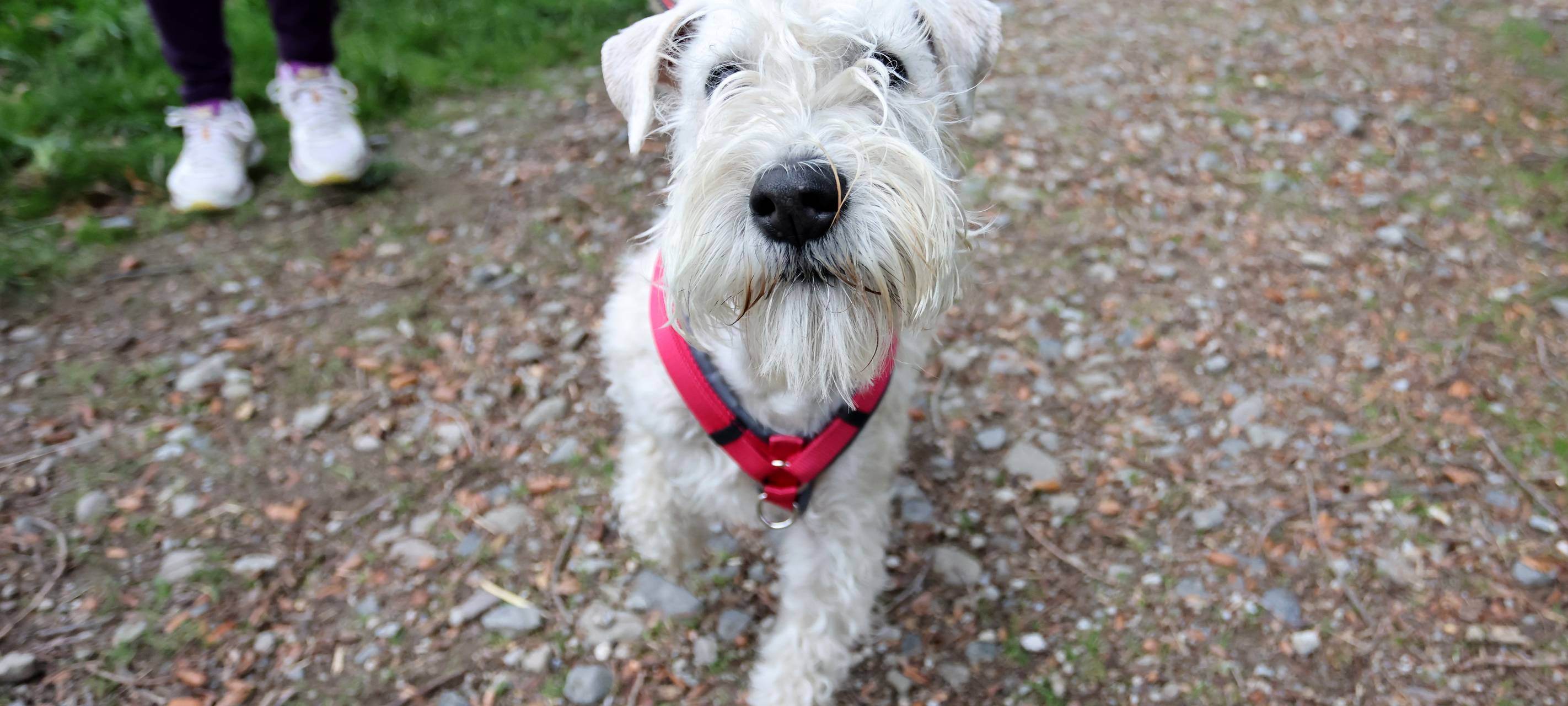 Hundesteuer bleibt vergleichsweise hoch